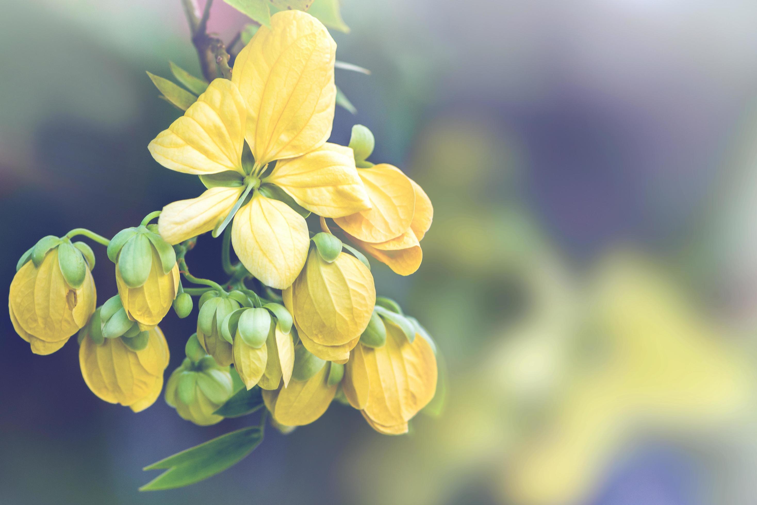 background nature Flower. Yellow flowers Stock Free