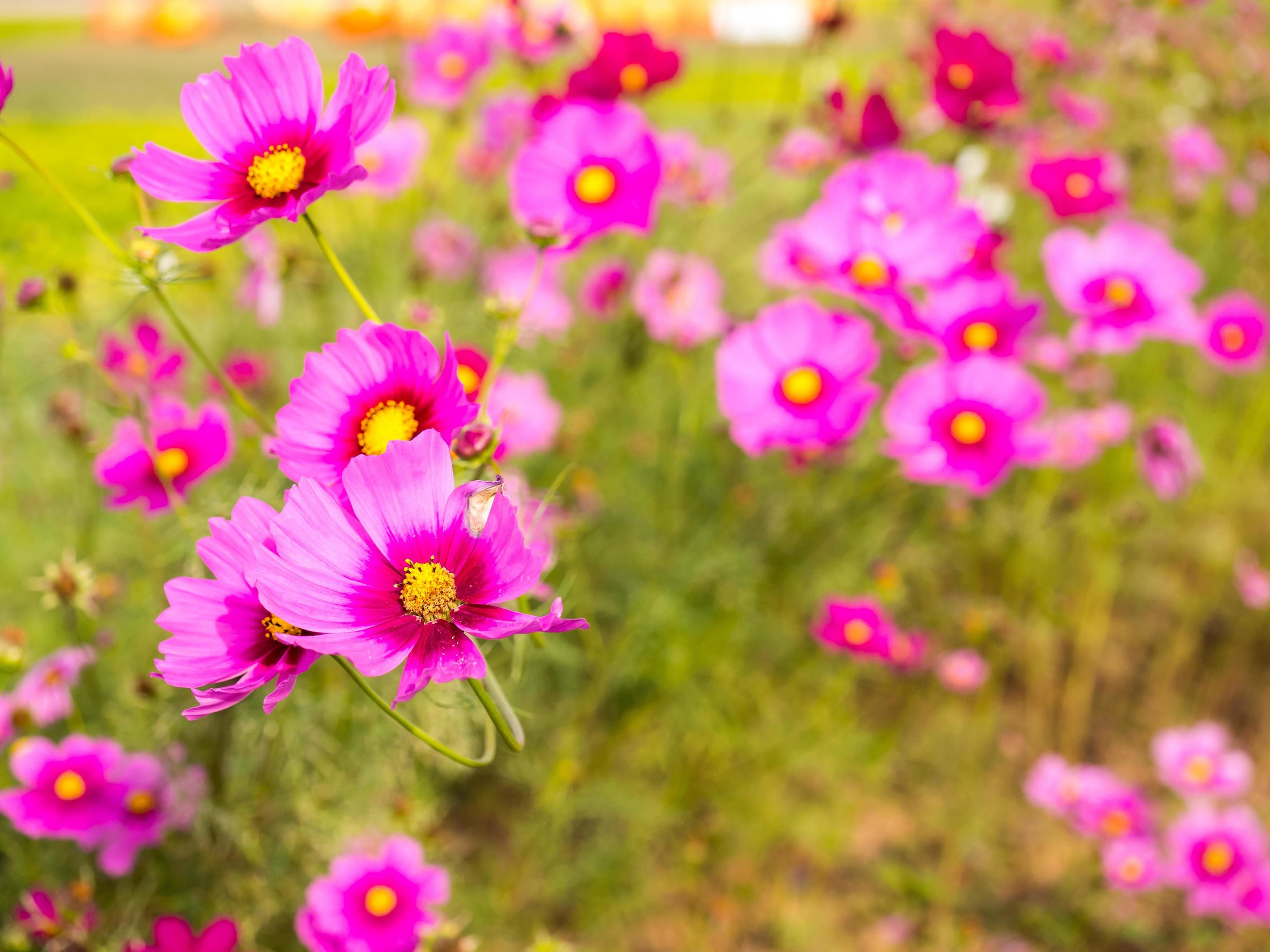 Pink moss flowers under cloudy blue sky Stock Free