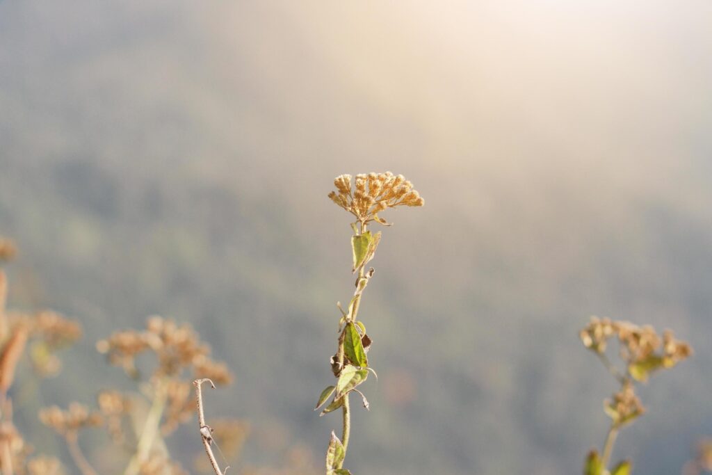 Beautiful Dry Wild flowers grass in natural sunlight on the valley mountain Stock Free