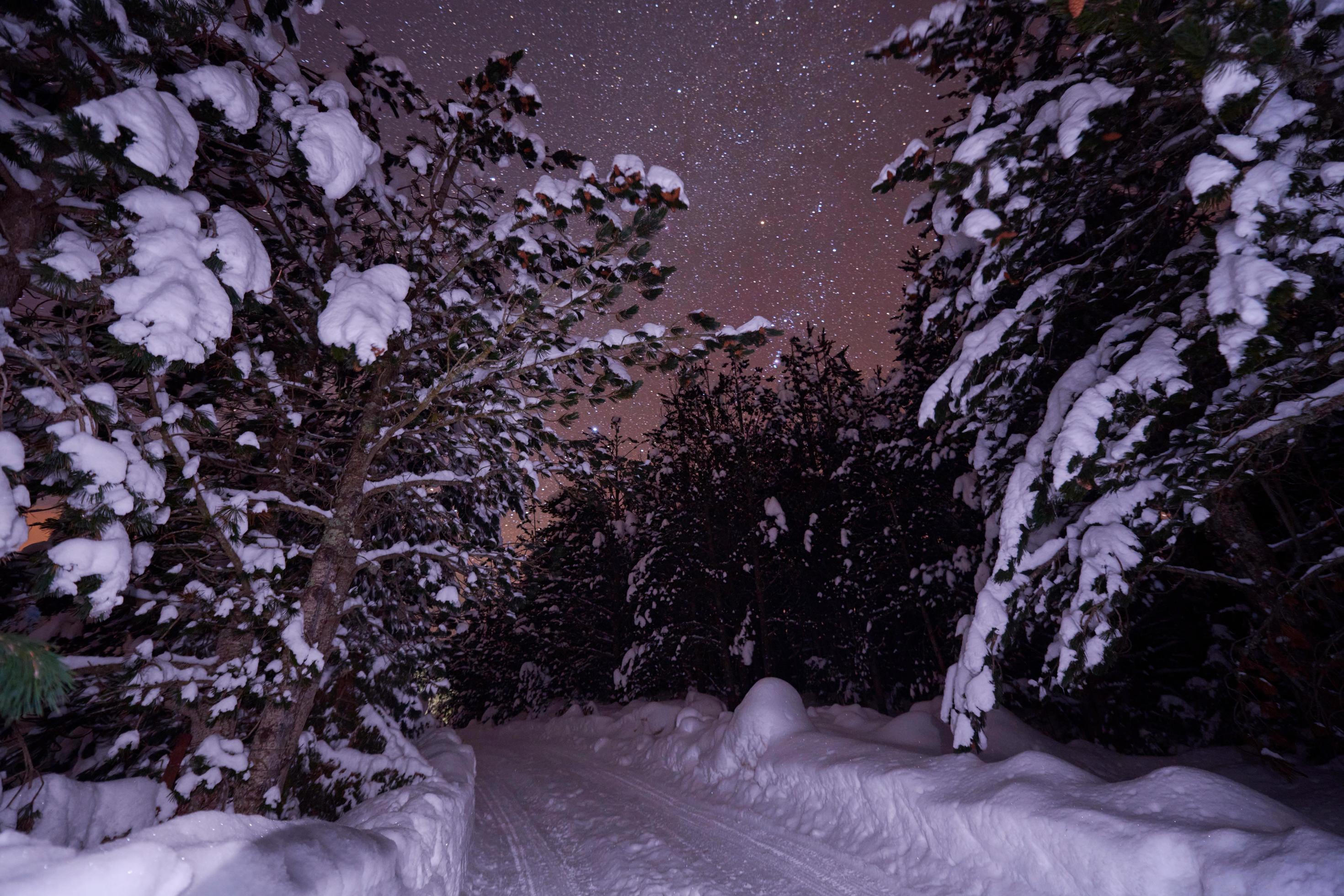 winter night landscape nature forest Stock Free