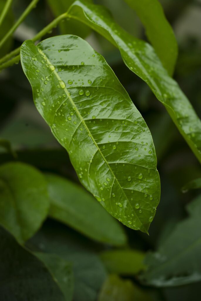 closeup nature view of green leaf and various background. Flat lay, dark nature concept, tropical leaf Stock Free