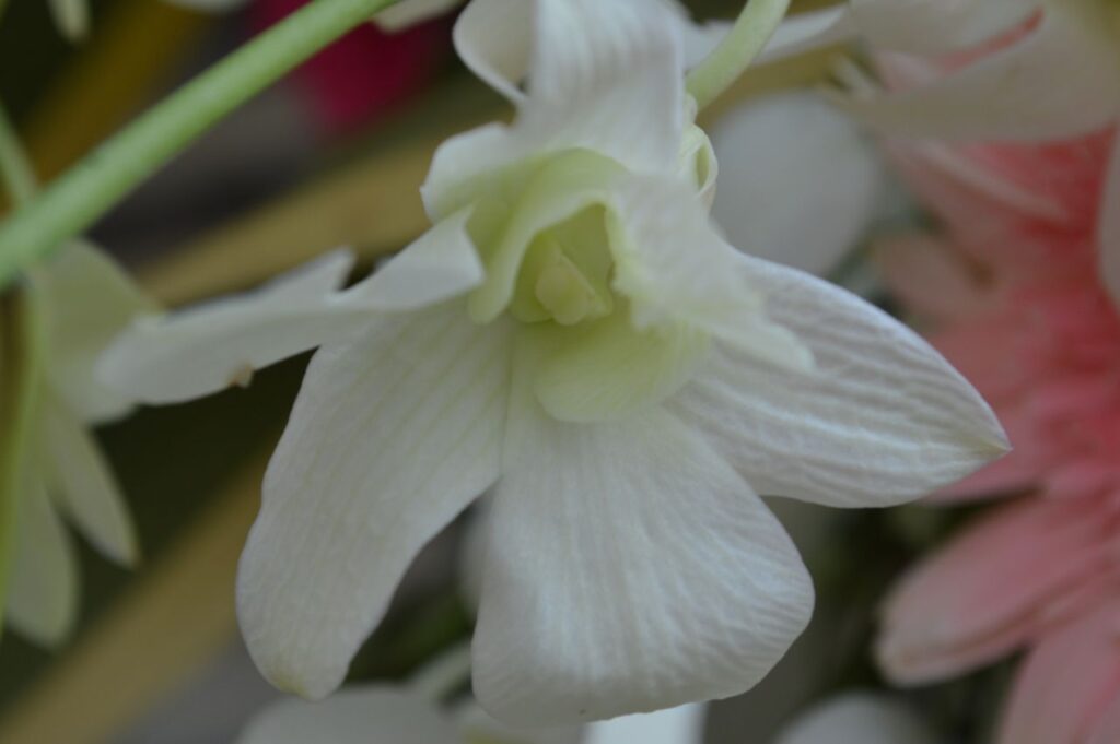 White Orchid Like Flower Stock Free