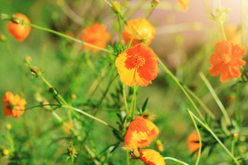 Beautiful Sulfur Cosmos or Yellow Cosmos flowers field in sunlight Stock Free