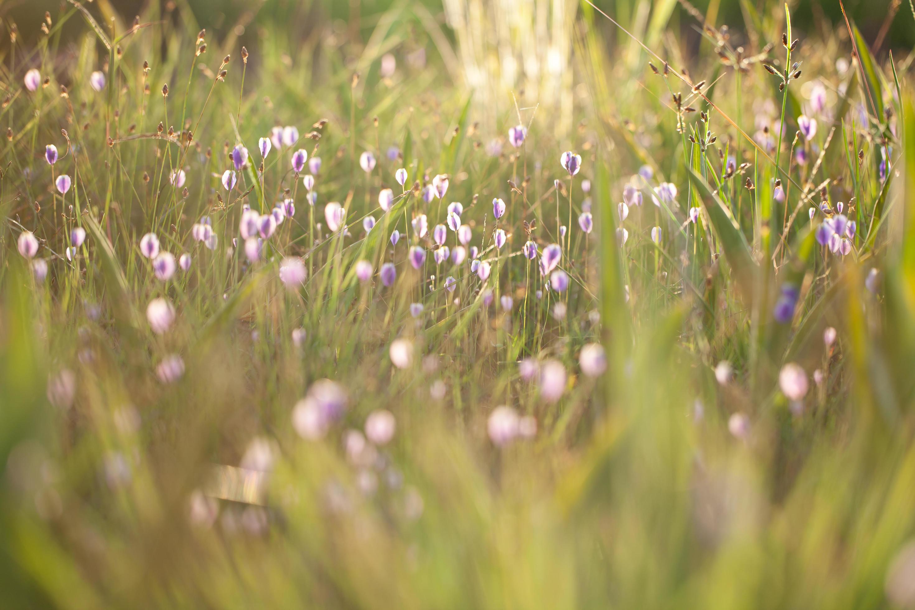 Burmania coelestris flower Stock Free