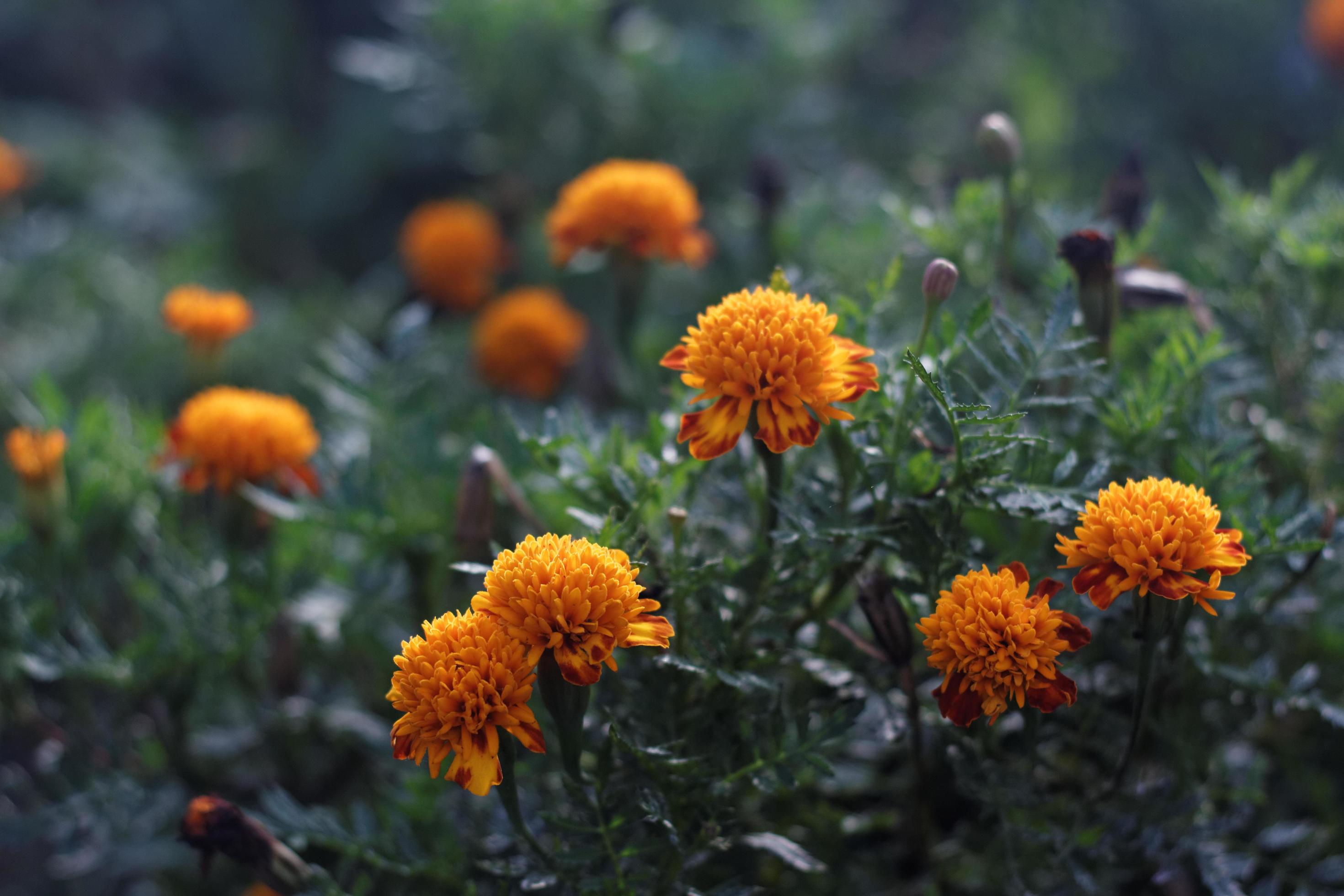 Marigold flowers in a garden Stock Free