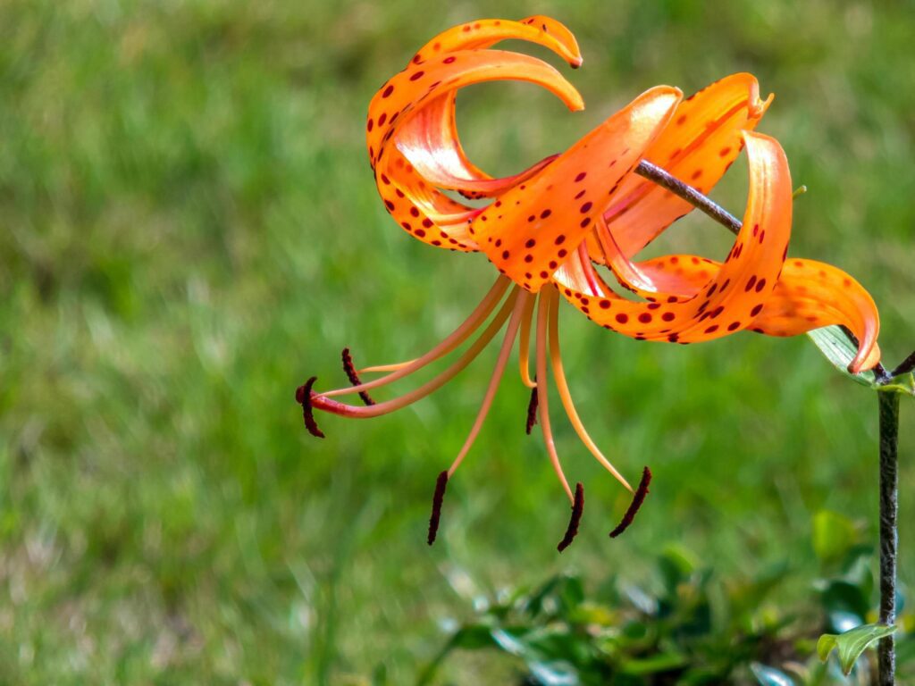 Lilium lancifolium flowering in an English garden Stock Free