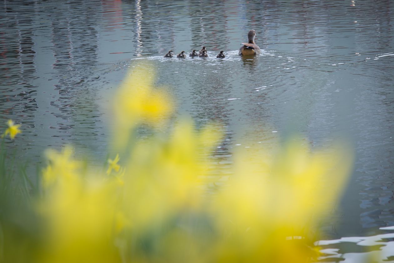 Family duck Stock Free