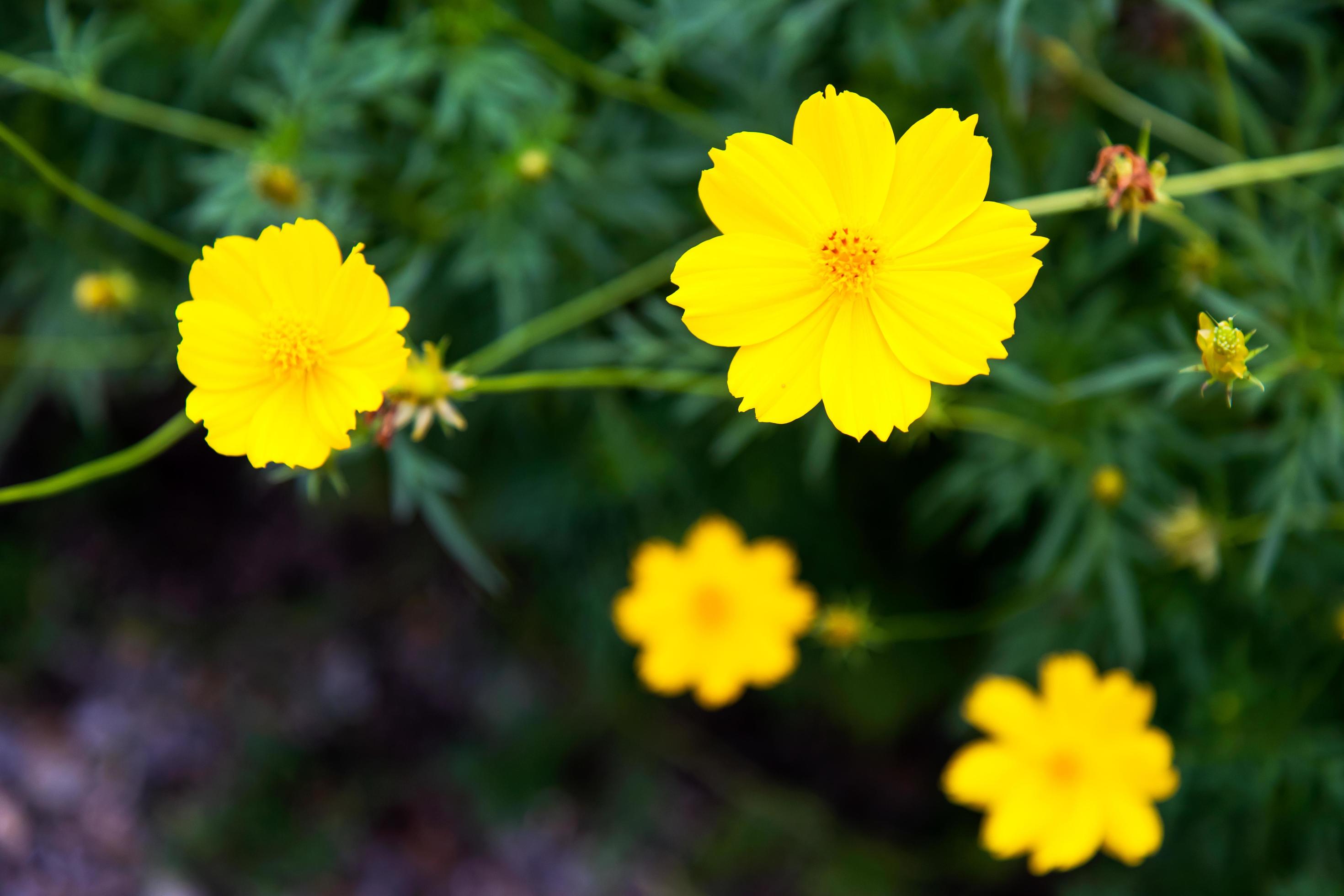 Cosmos yellow flowers. Stock Free