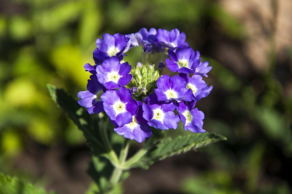 Close up photo of verbena flower plant Stock Free