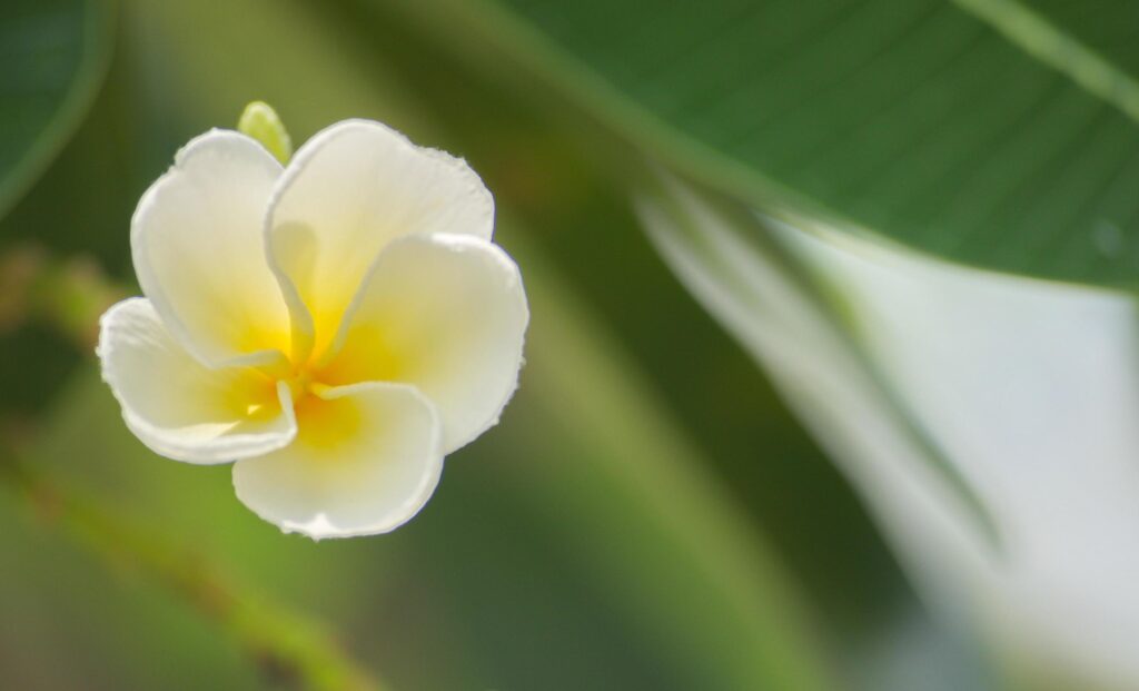 Close-up shot of flower front garden and backyard outdoor in the house area background and texture. Stock Free