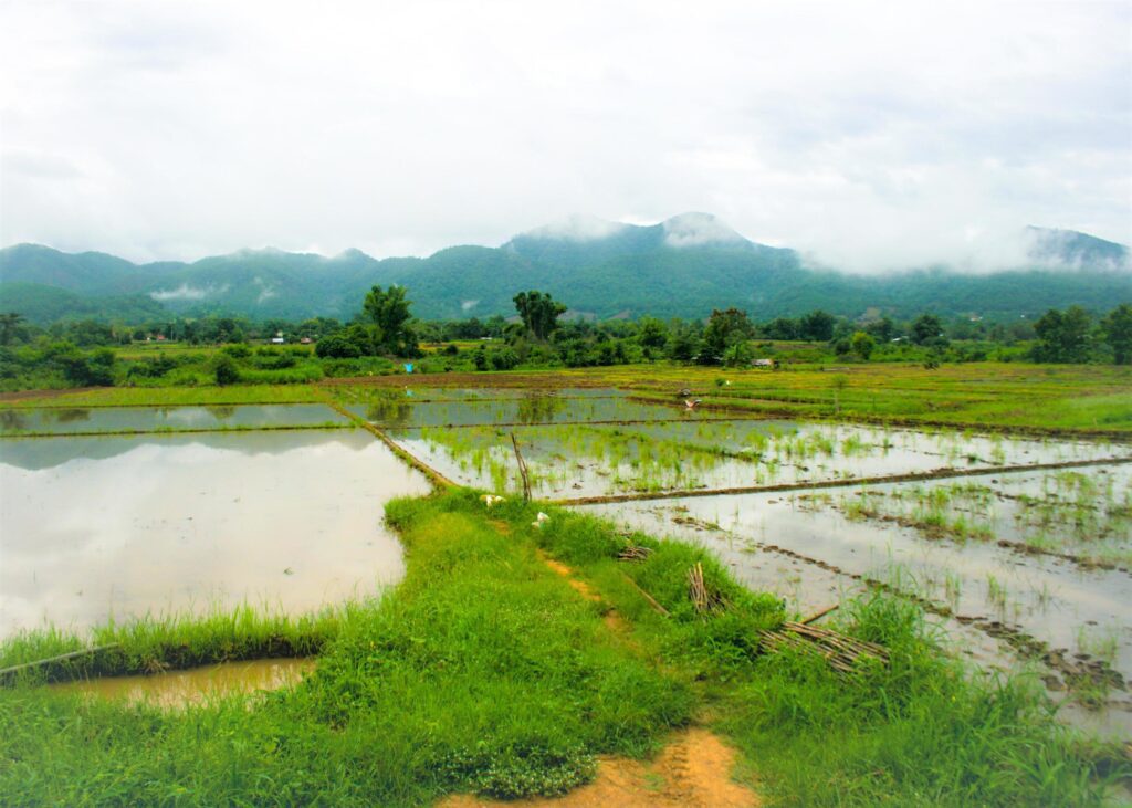 farm rice and lanscape mountain beautiful nature in north Thailand Stock Free