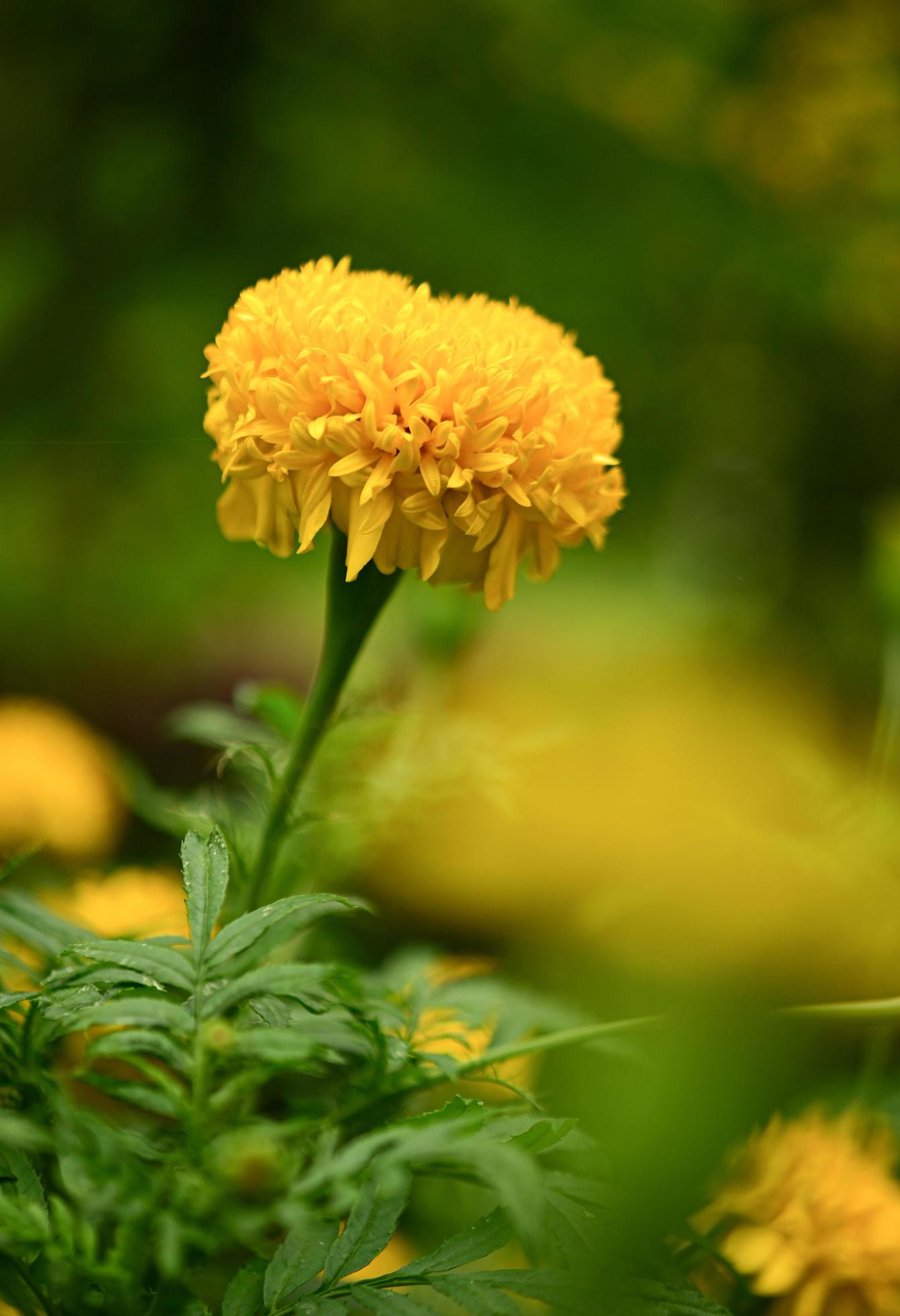 Zinnia flowers,colorful flowers, tropical flowers, Thai flowers, close up shot. Stock Free