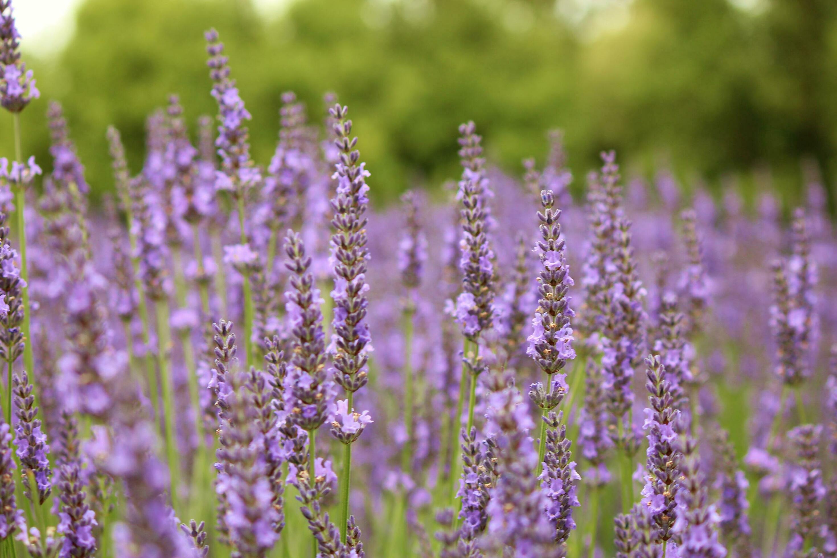 Lavender Plants and Flowers Stock Free