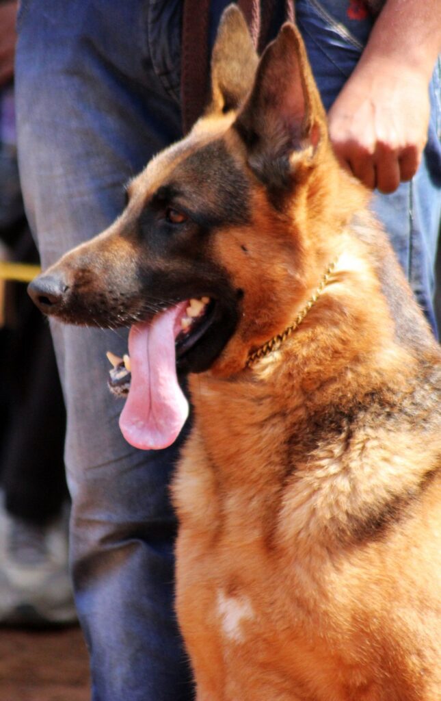 German Shepherd Side Stock Free