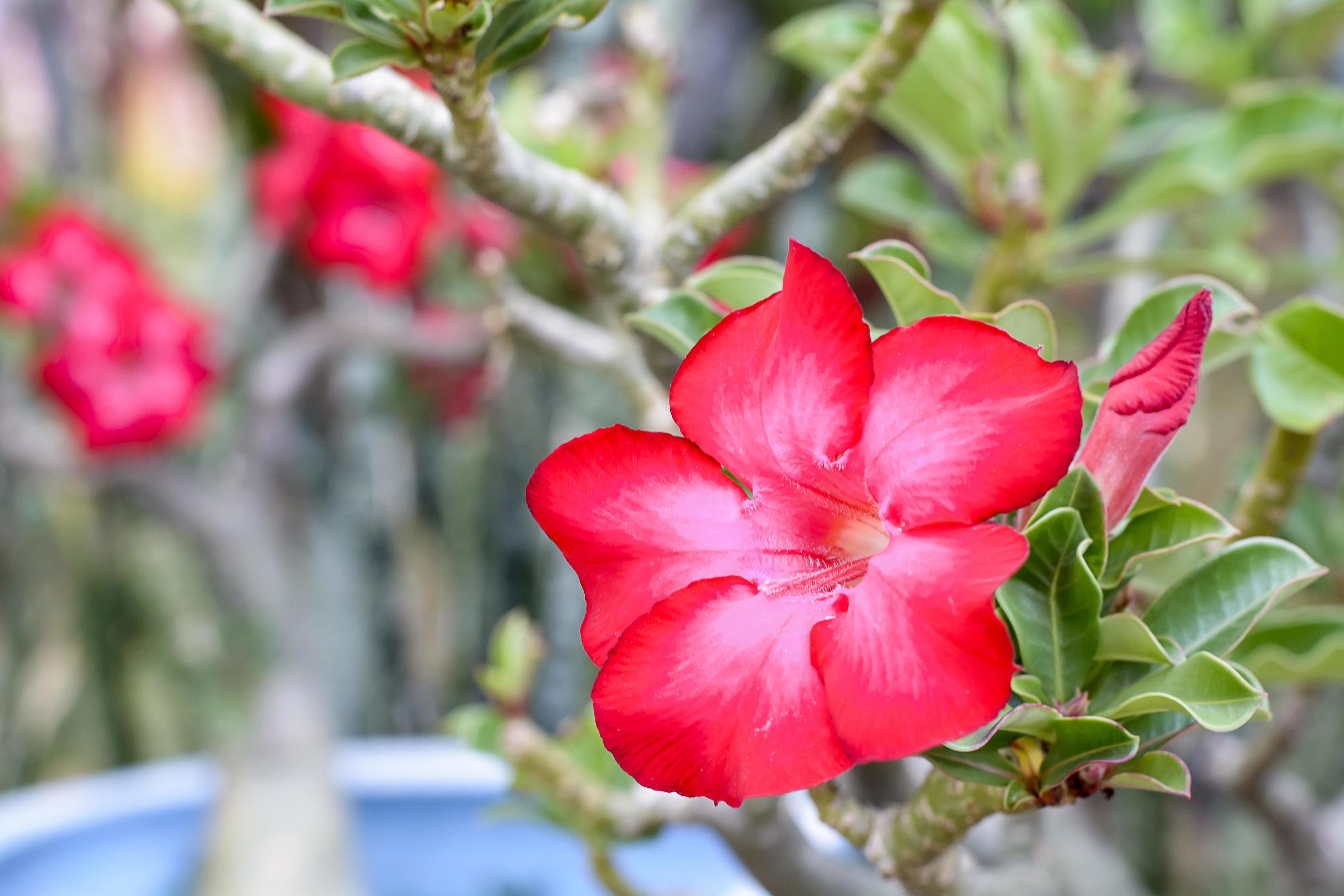 Desert Rose is a bright-colored flowers. Desert Roses are Thai Flower. Stock Free