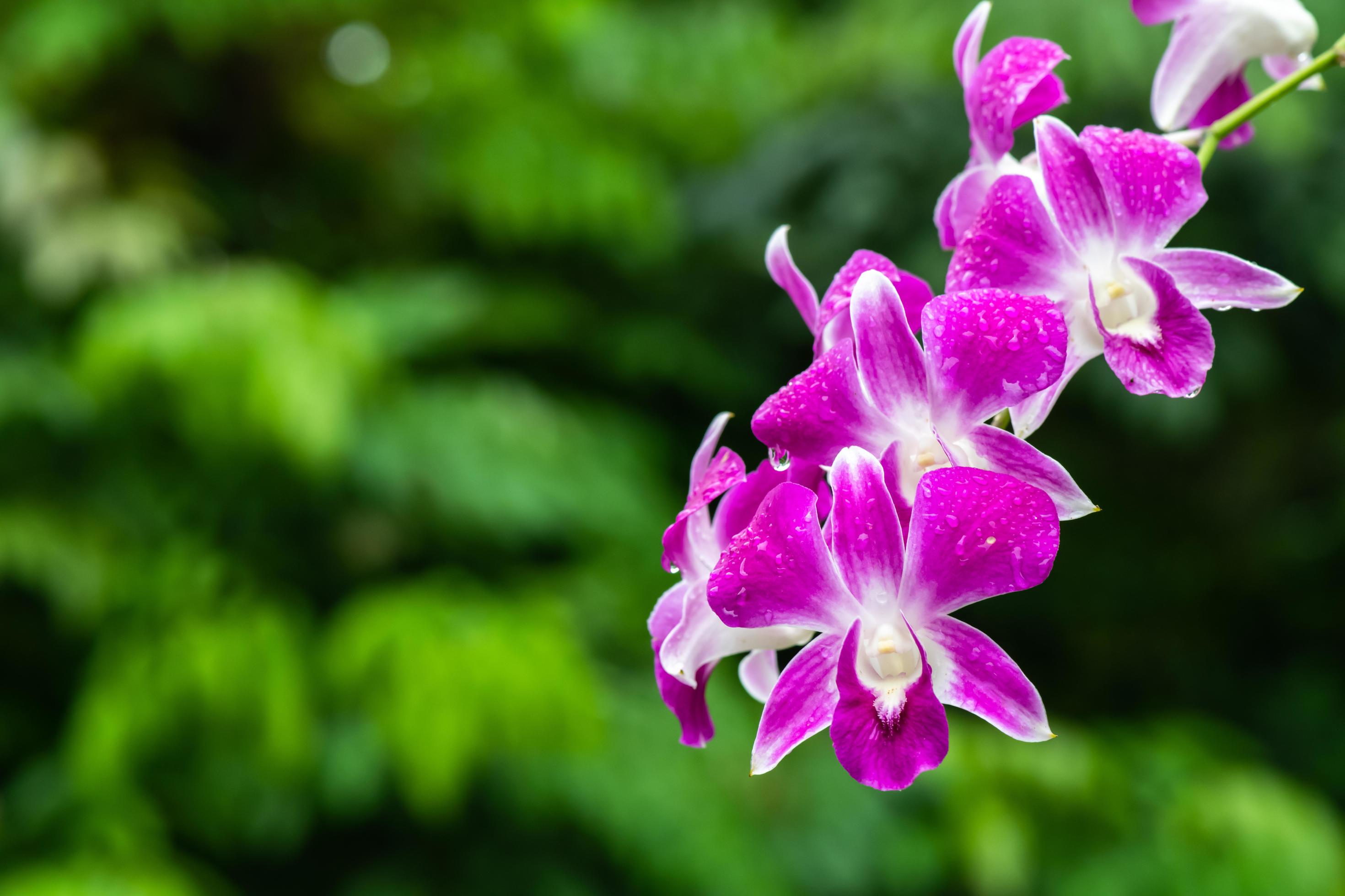 Purple fresh Orchids flowers in garden Stock Free