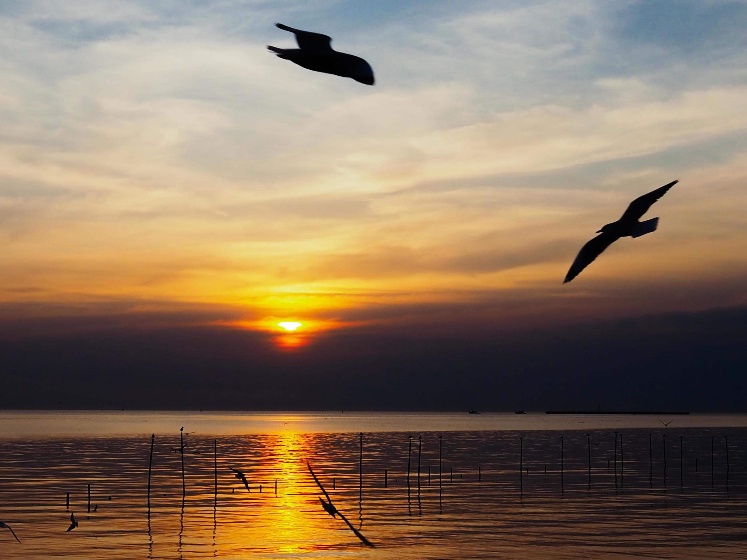 Flock of birds flies above the sea surface. Bird flying back to nest in natural sea and golden sky background during beautiful sunset. Stock Free