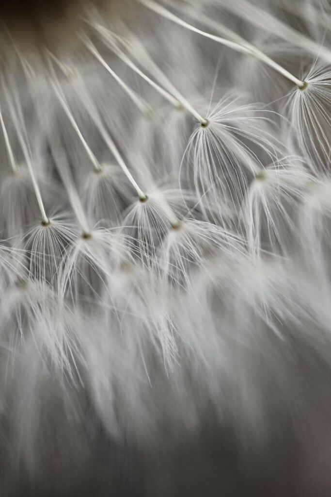 romantic white dandelion flower seed in springtime Stock Free