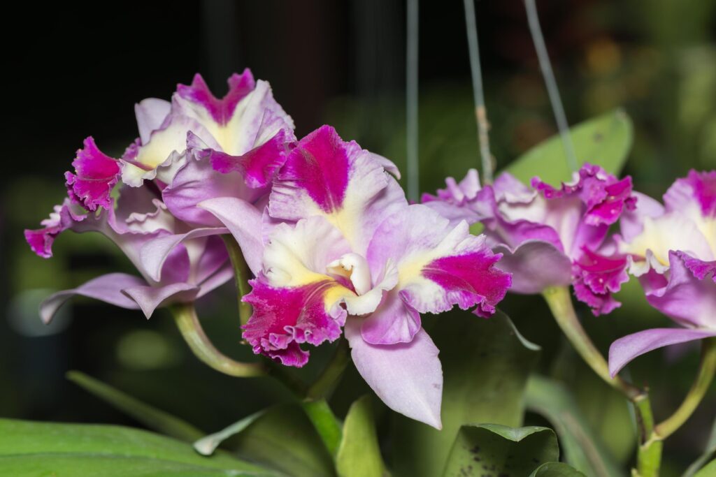 Hybrid pink cattleya orchid flower Stock Free