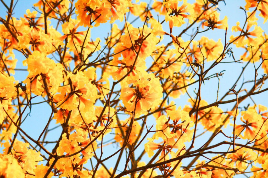 Blossom Dwarf Golden Trumpe flowers with blue sky. Tabebuia chrysotricha flowers Stock Free