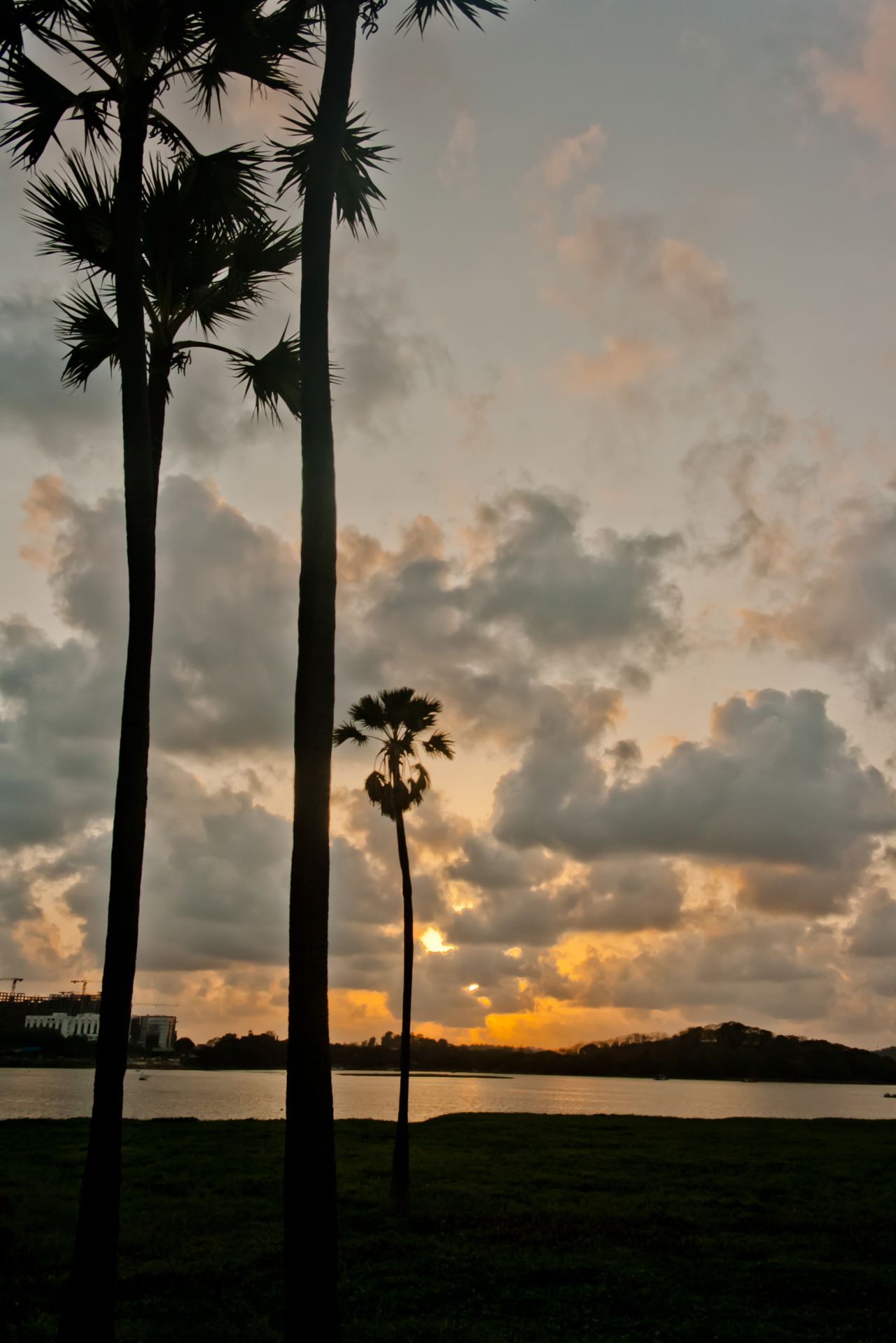 Coconut Trees Stock Free