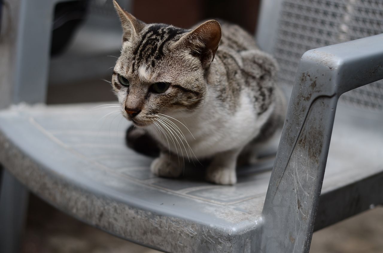 Cat On Old Chair Stock Free