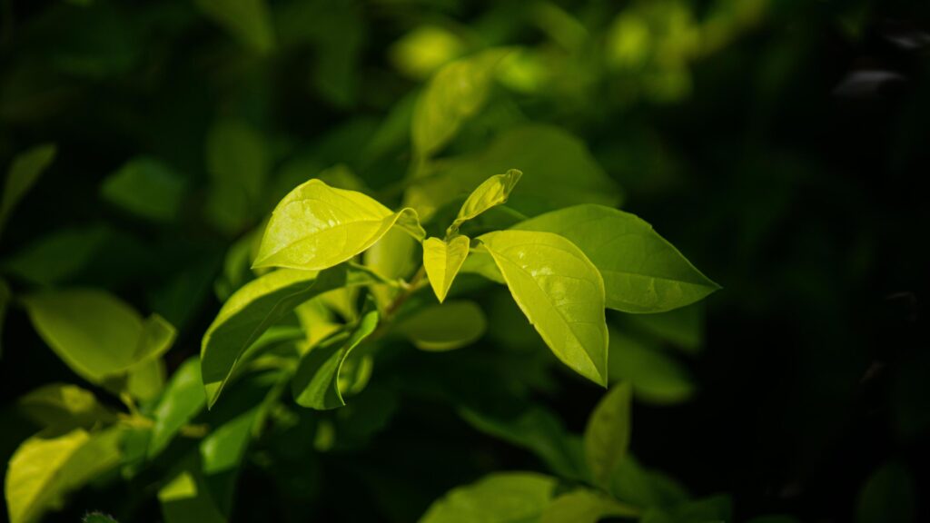 Close-up of light green leaves with dark background. Free space Stock Free