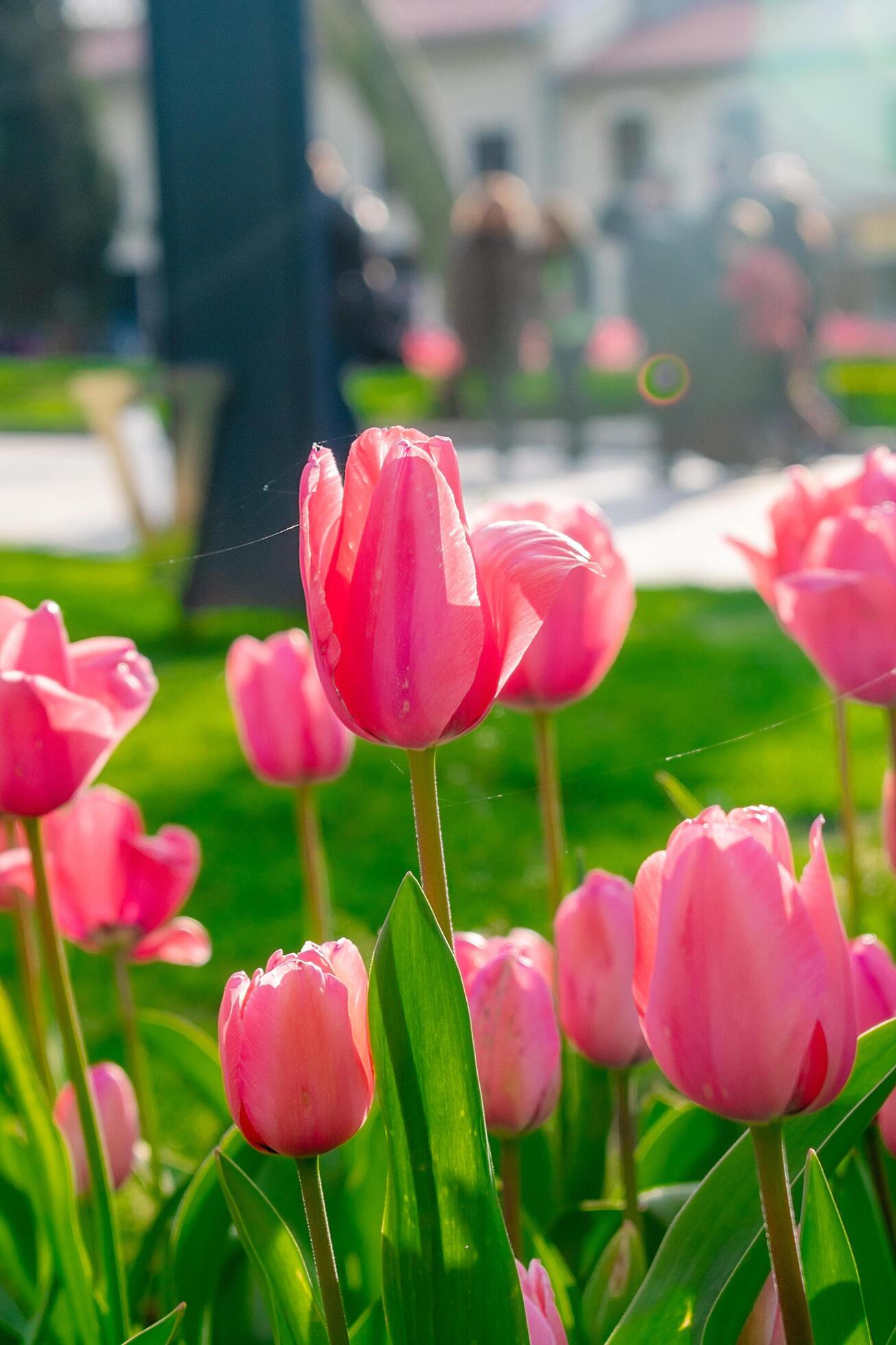 Background of many bright pink tulips. Floral background from a carpet of bright pink tulips. Stock Free