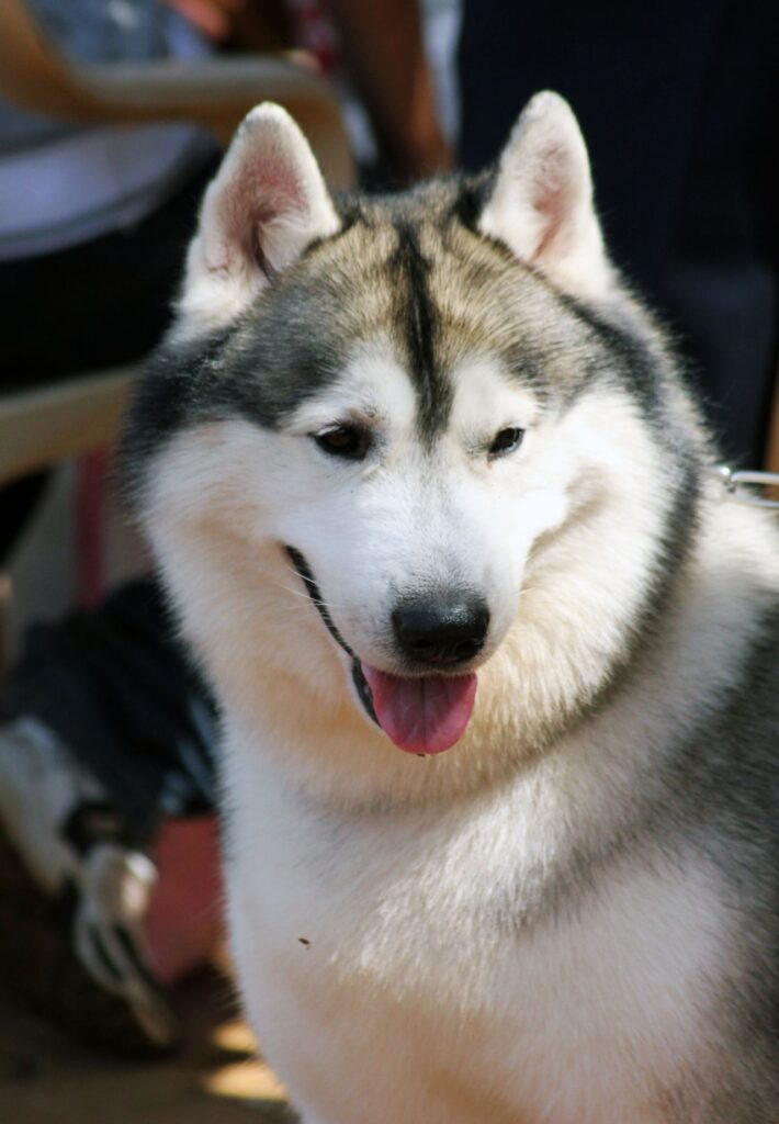 Siberian Husky Looking Stock Free