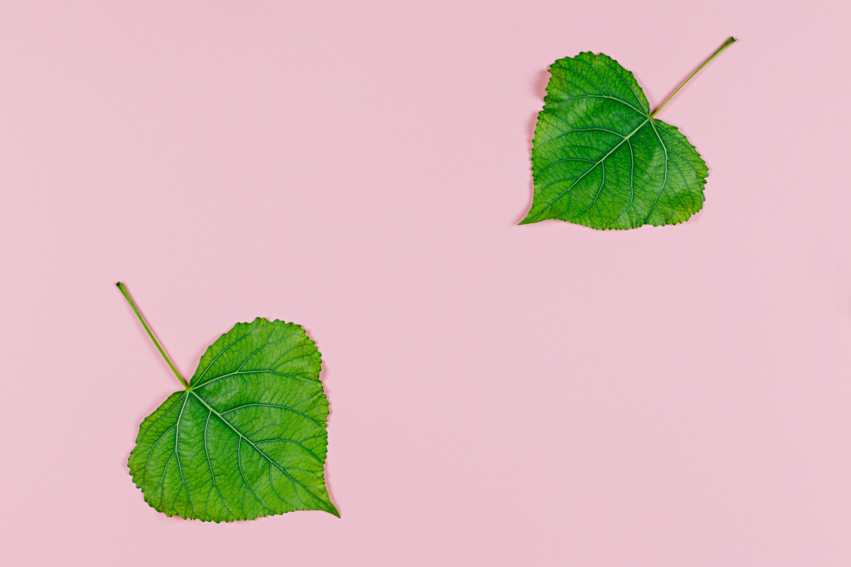 Green leaves on pink pastel background. Poplar leaves. Minimal concept for freshness, ecology, nature. Stock Free