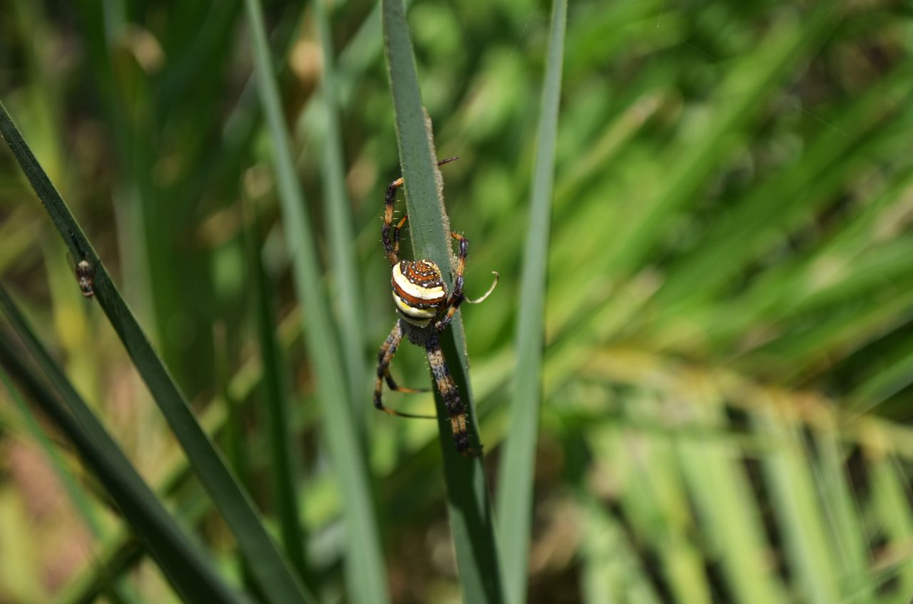 Insect Crawling On Grass Blade Stock Free