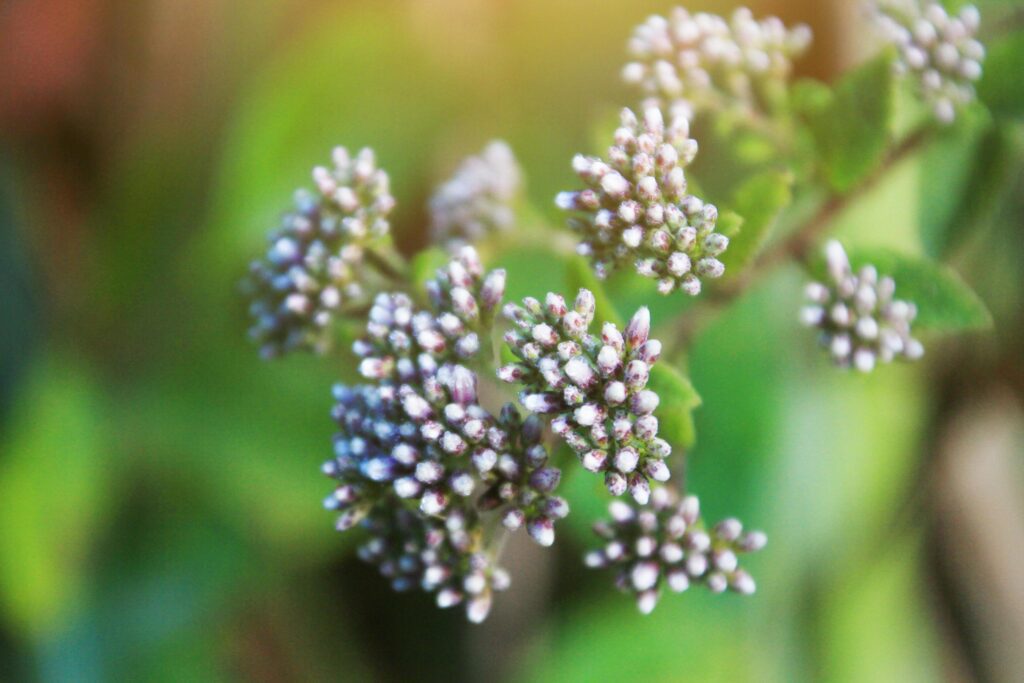 Anaphalis margaritacea Benth.wild flowers in forest with sunlight and blue sky on the mountain. Stock Free