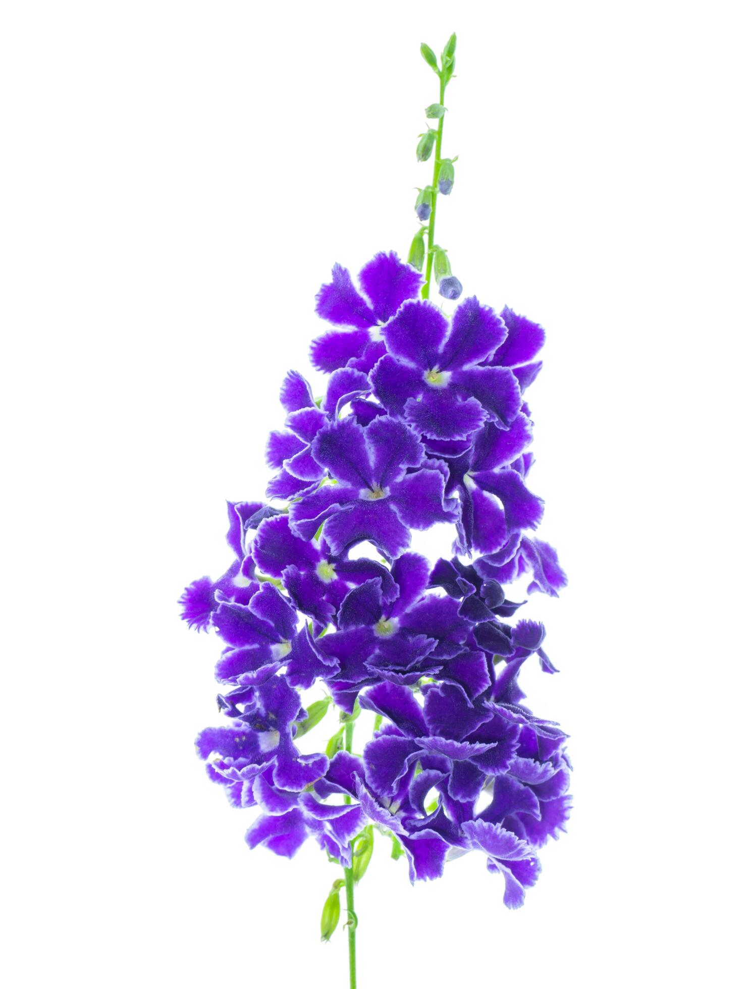 Duranta erecta flower on white background. Stock Free