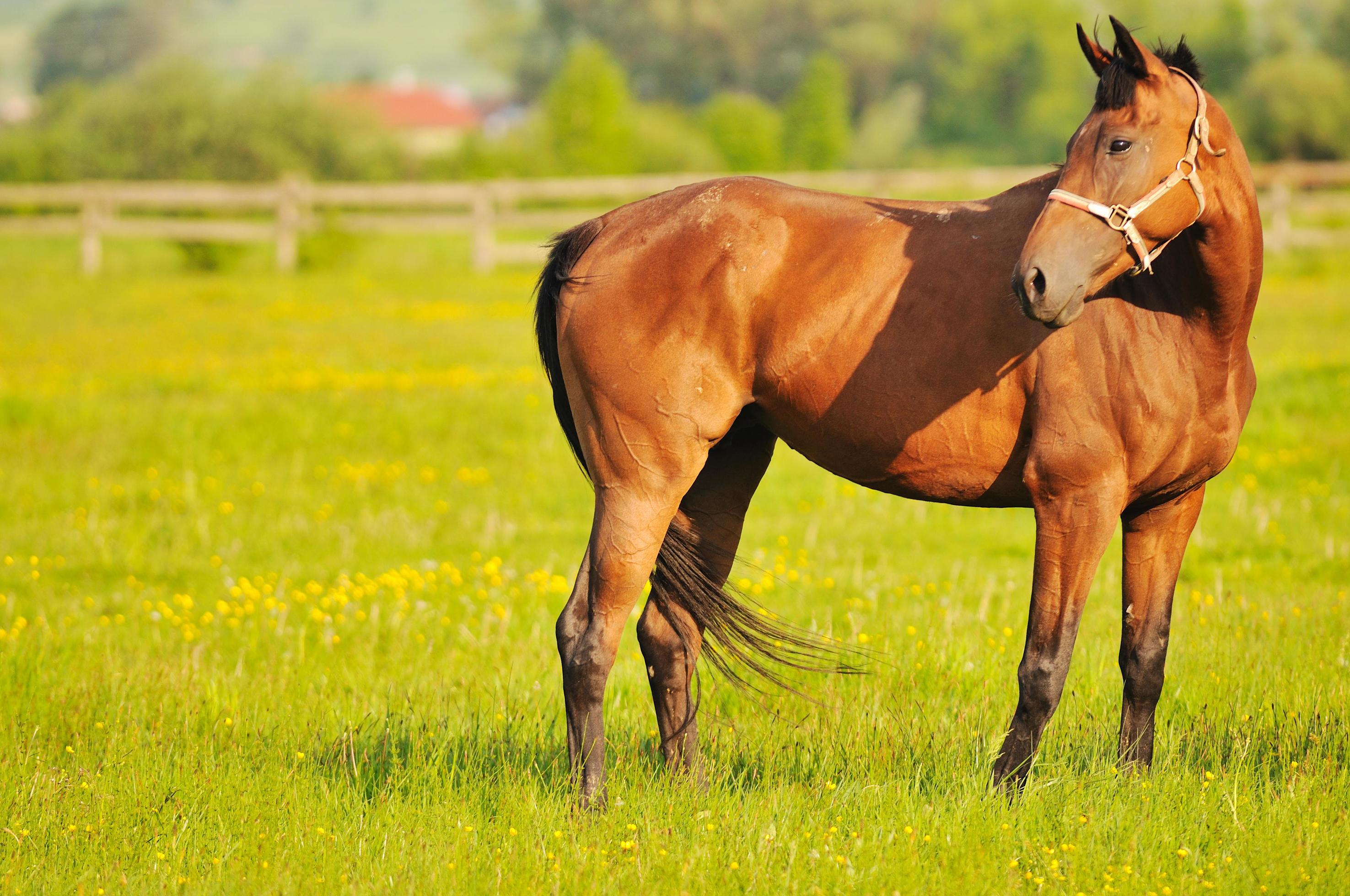 horse nature view Stock Free