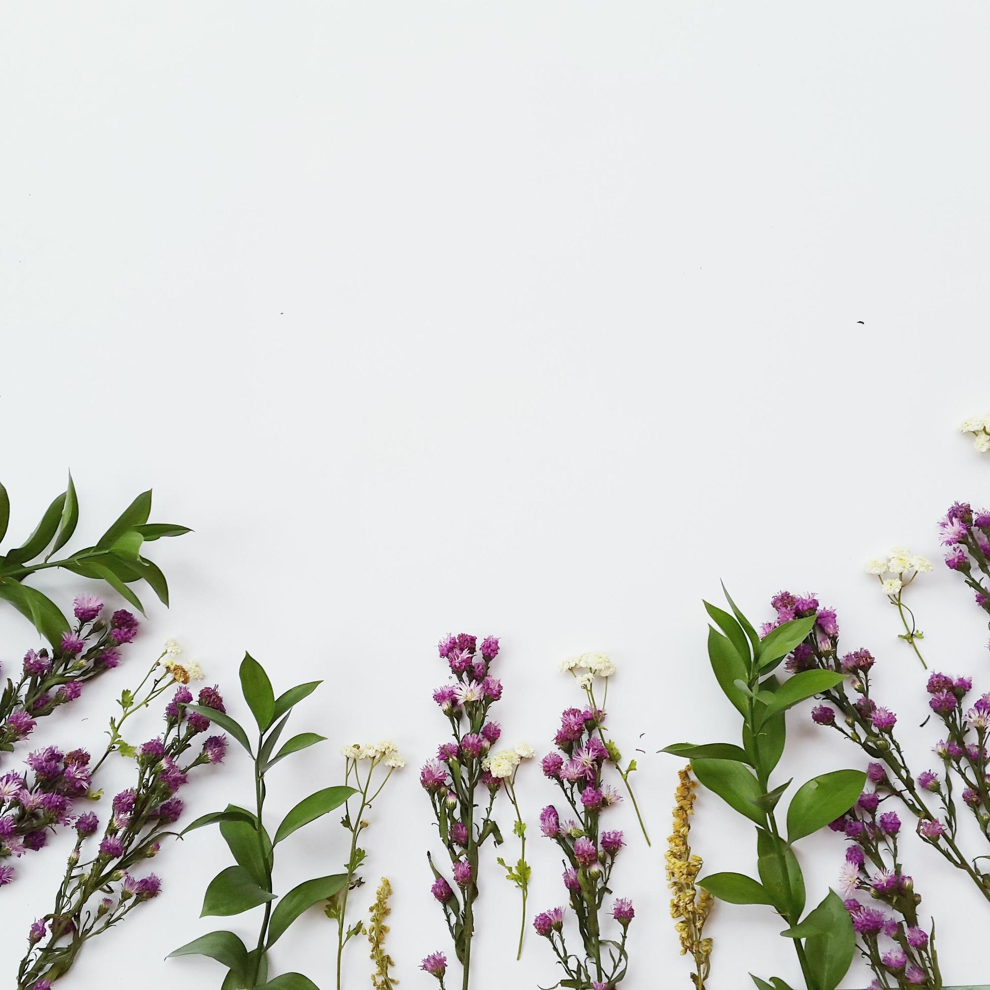 Purple and white flowers on a white background Stock Free