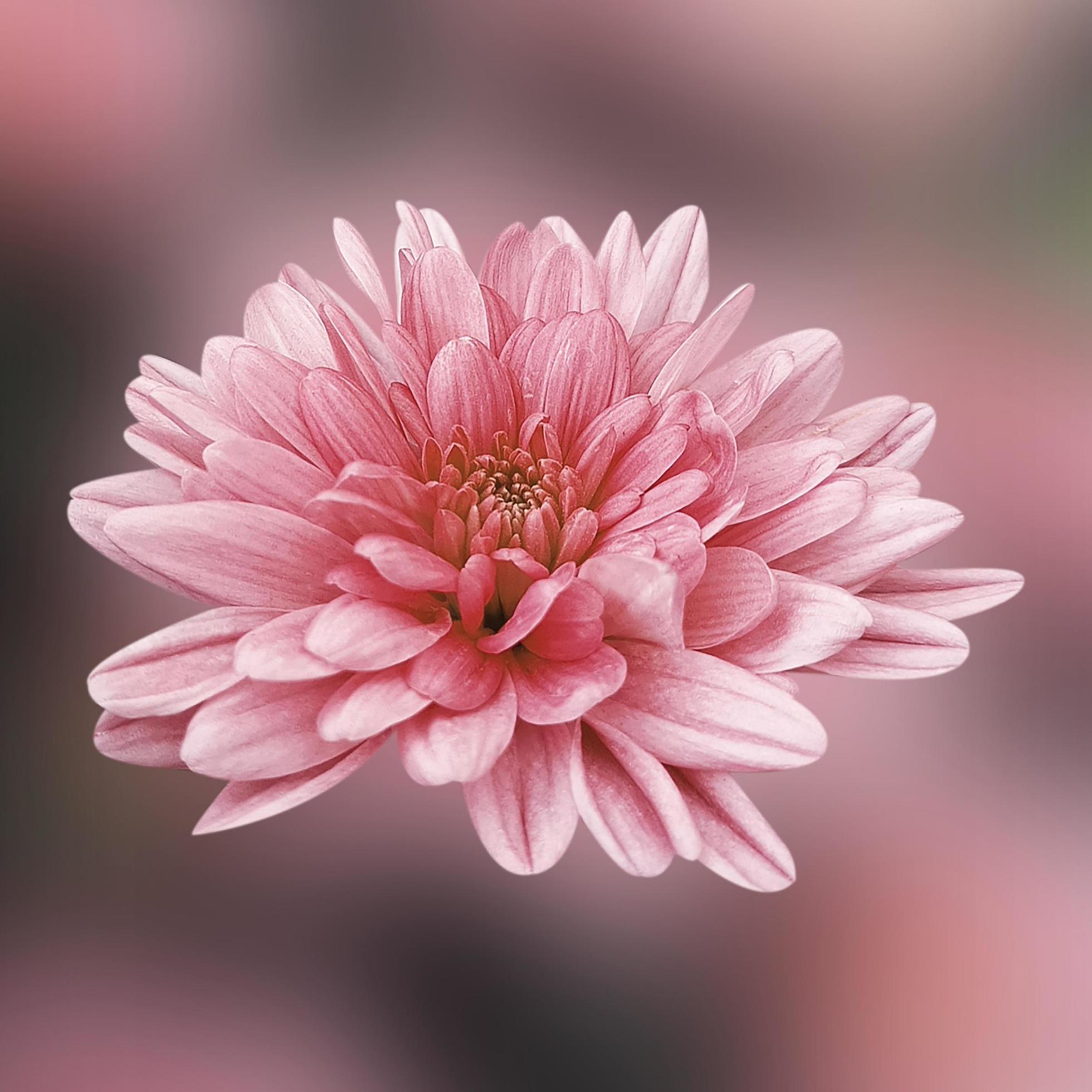 Pink Flower with Bokeh Effect Stock Free