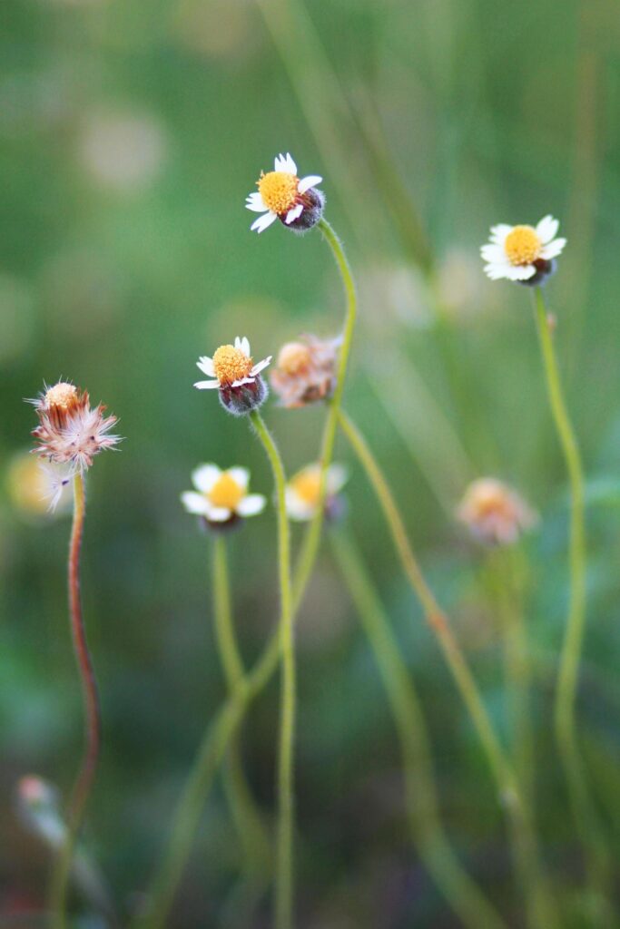 Beautiful wild Camomile grass flowers in the meadow with natural sunlight. Stock Free