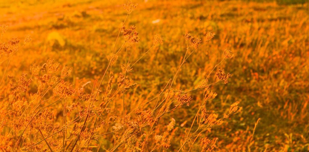 Sunset orange red ears on the field.Sunset nature background.Nature Banner. Stock Free