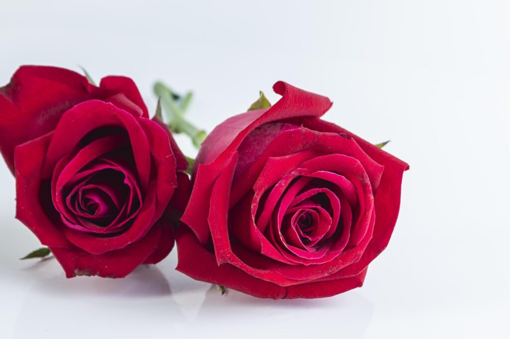 two red roses on a white background Stock Free