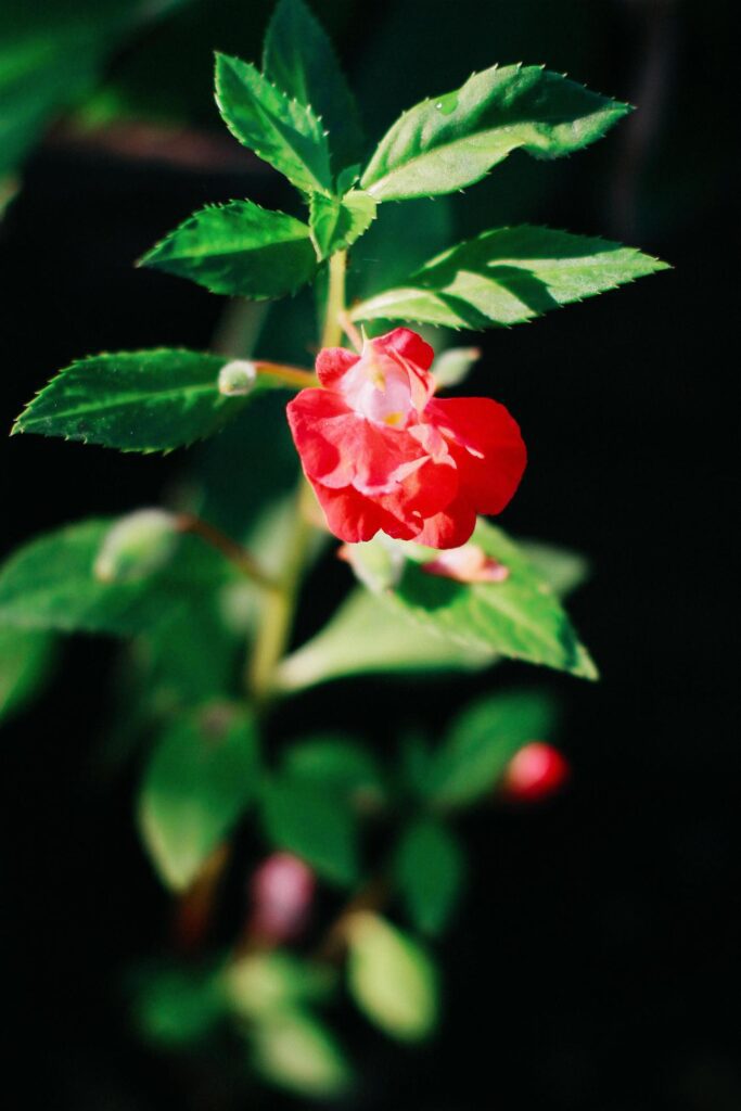 Beautiful red flowers with sunlight in nature background Stock Free