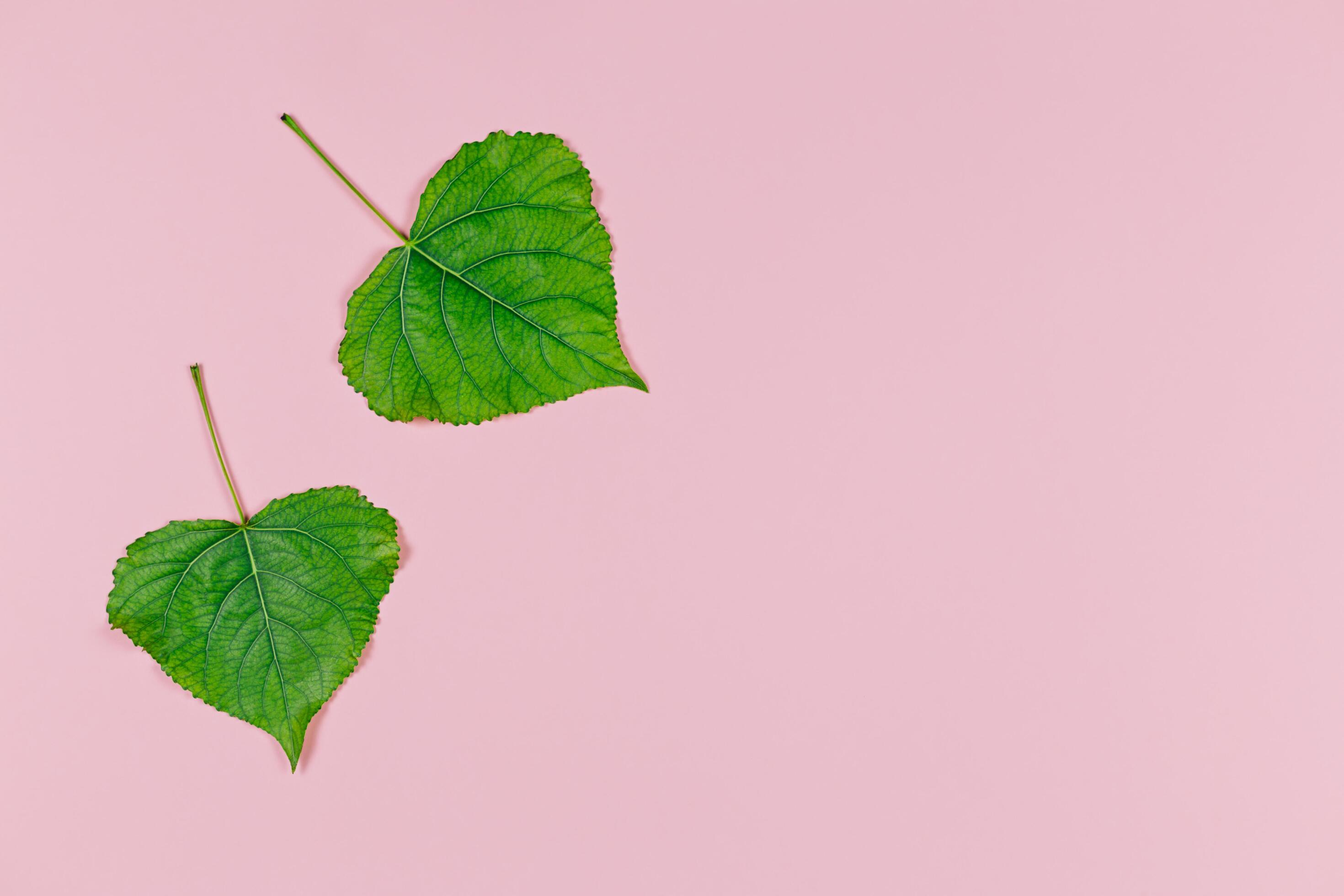 Green leaves on pink pastel background. Poplar leaves. Minimal concept for freshness, ecology, nature. Stock Free