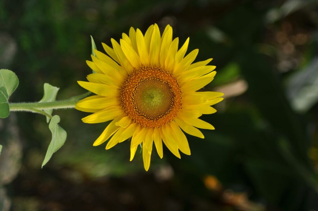 Sunflower Stock Free