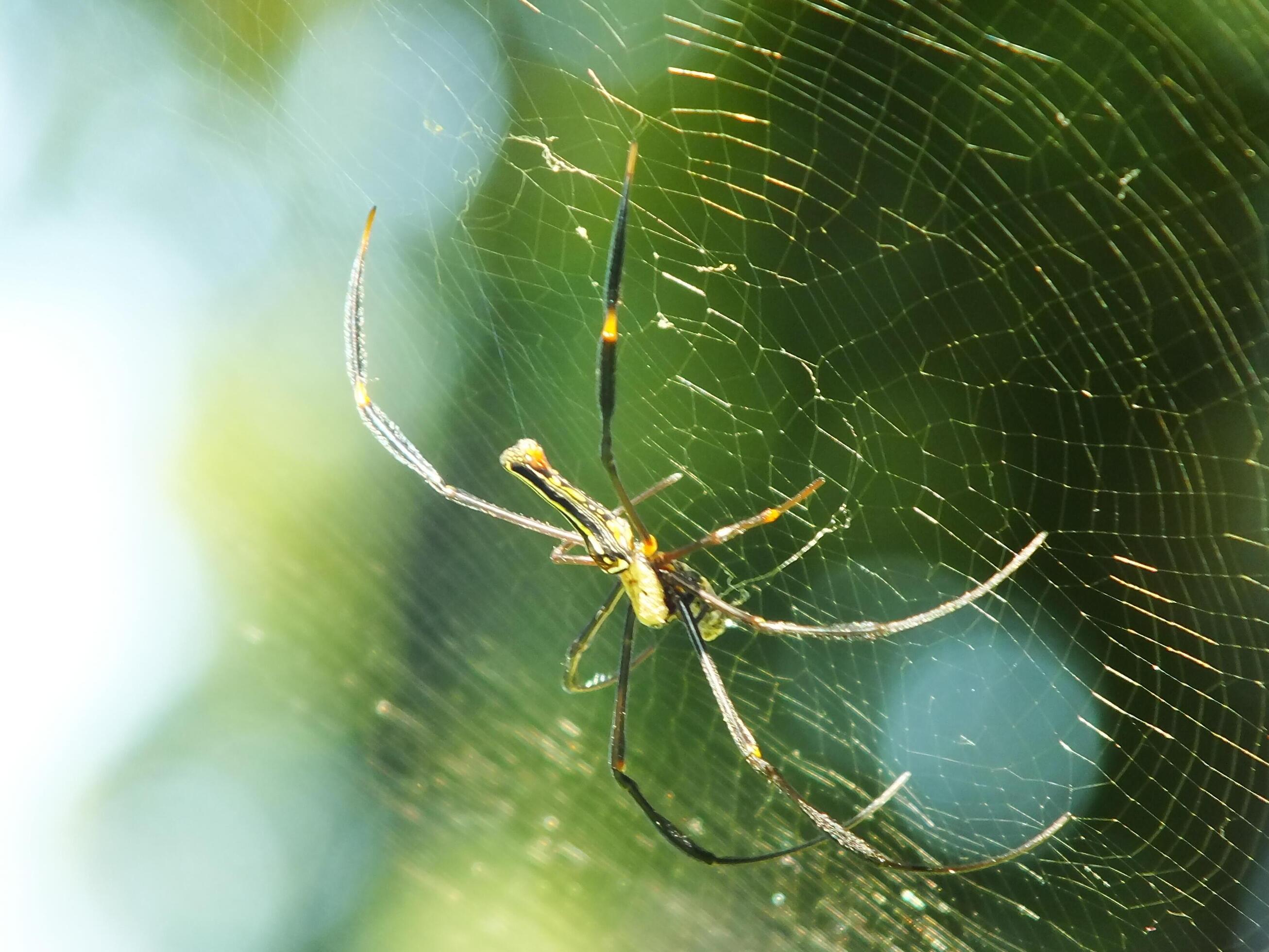 Spider in the cobweb with natural green forest background. A large spider waits patiently in its web for some prey Stock Free