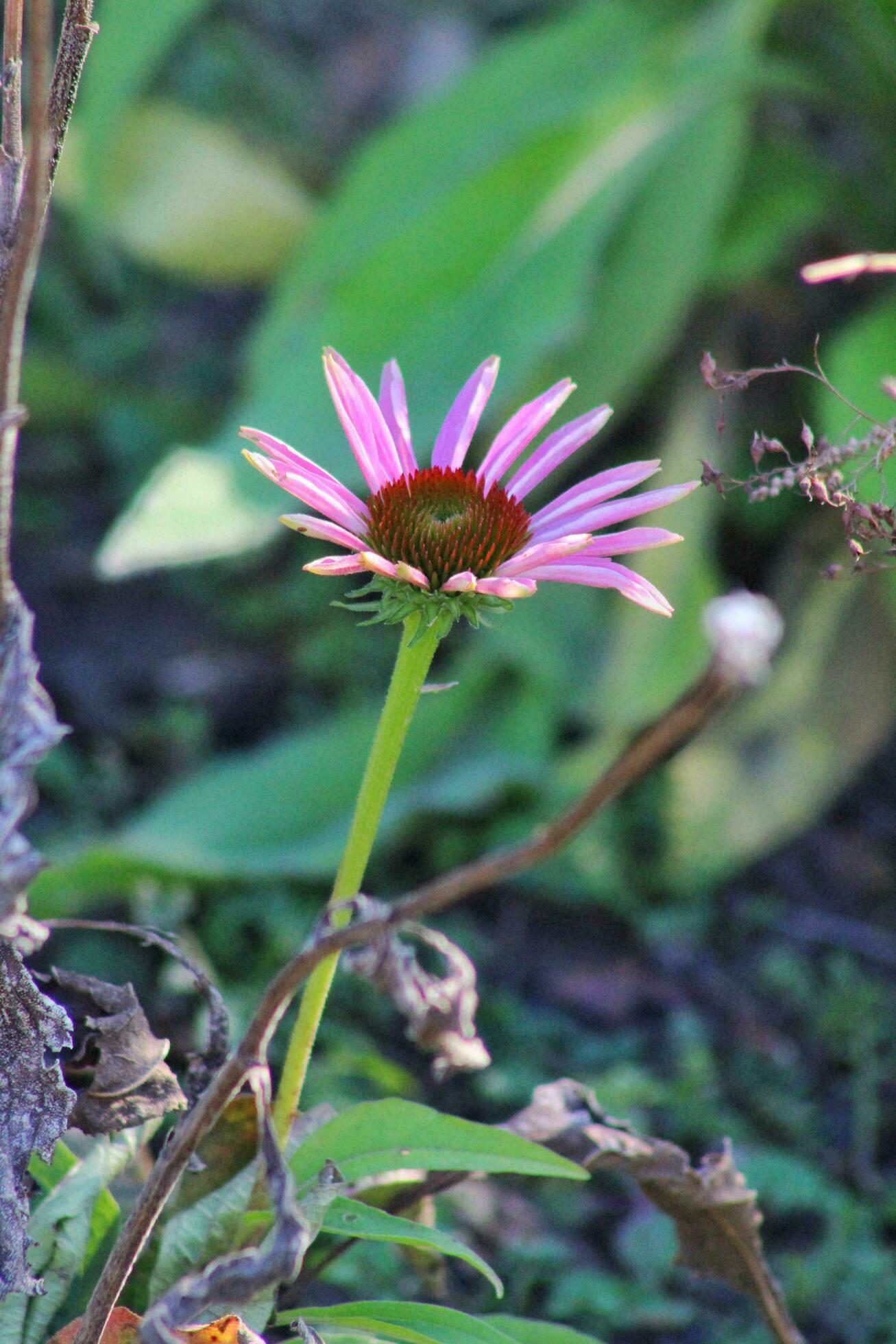 Purple coneflower, Flower, Plant image Stock Free