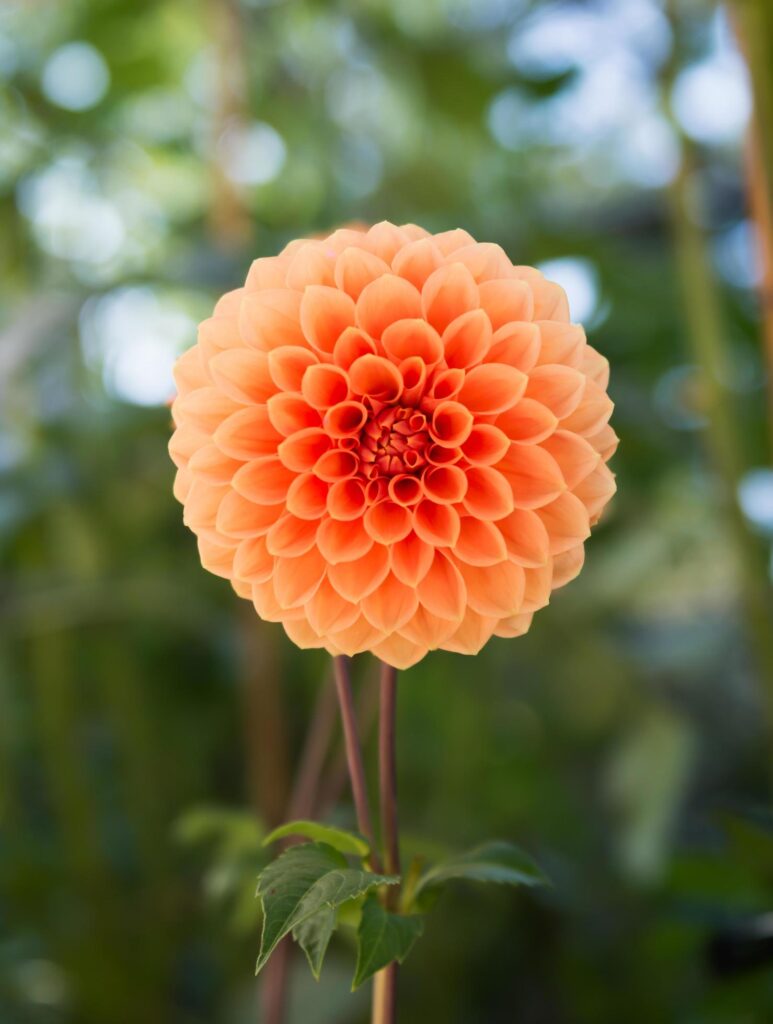 hybrid Orange Dahlia flower in autumn season Stock Free