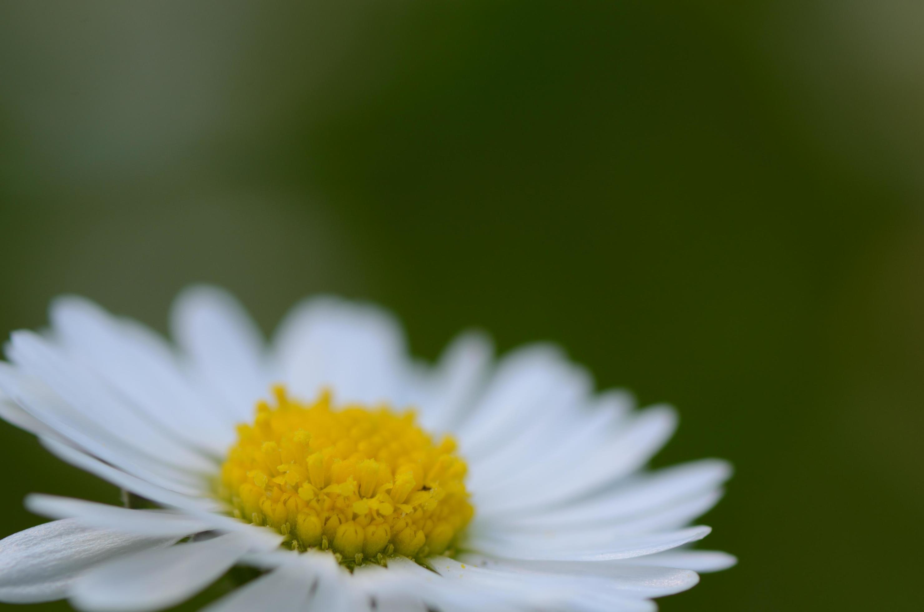 daisy flower with green Stock Free