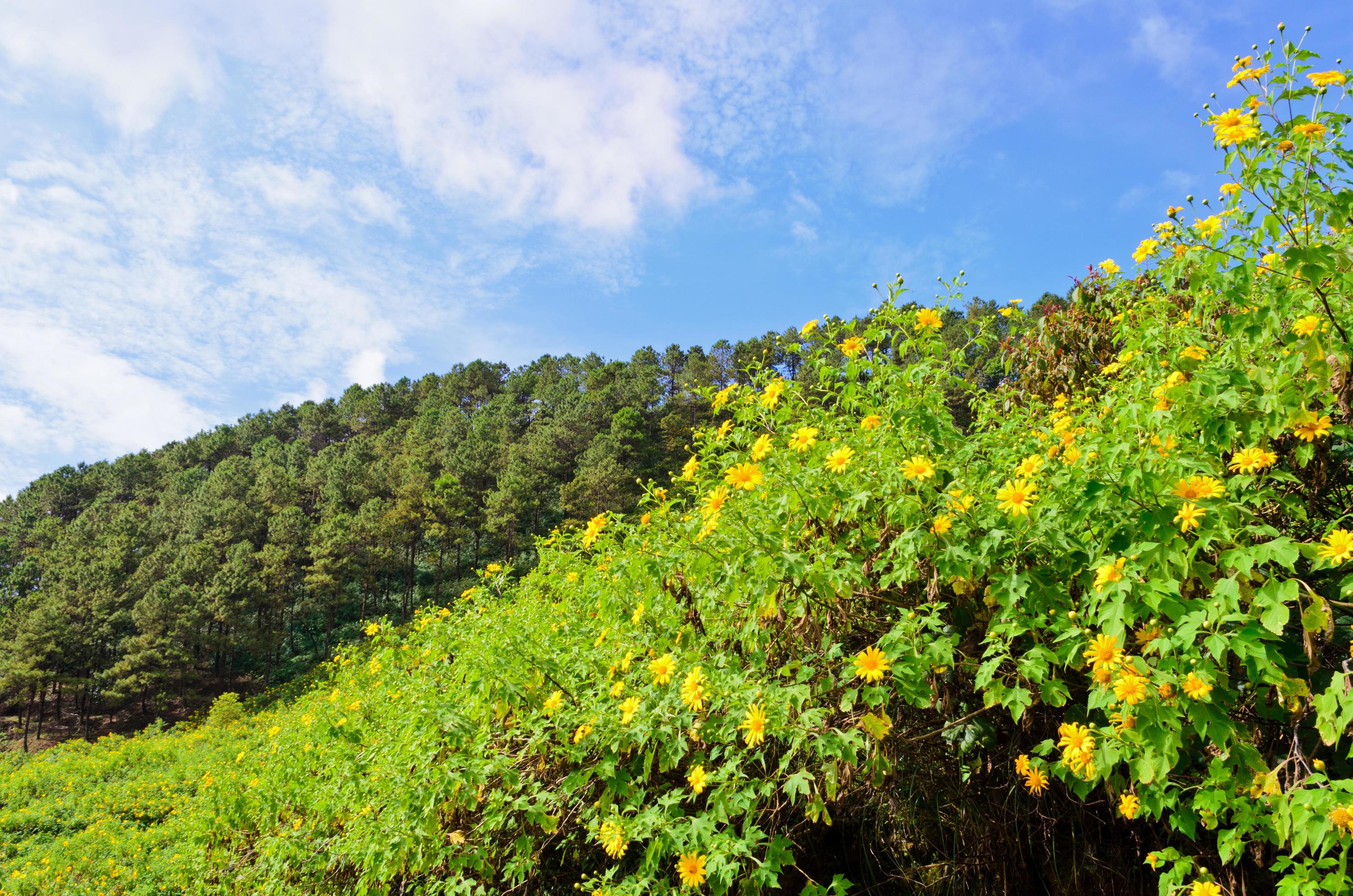 Scenic nature Doi Mae Uko mountain Stock Free