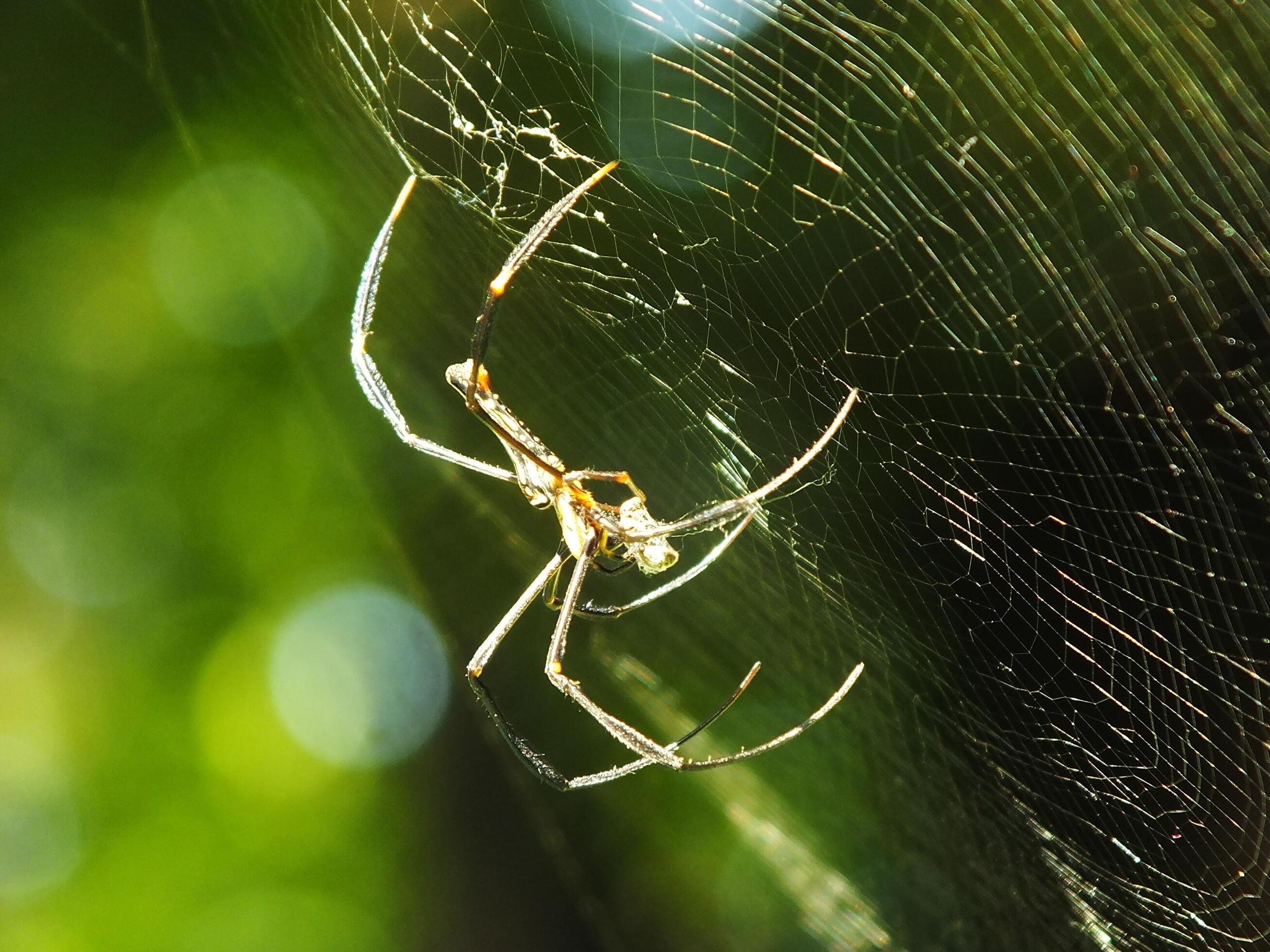 Spider in the cobweb with natural green forest background. A large spider waits patiently in its web for some prey Stock Free