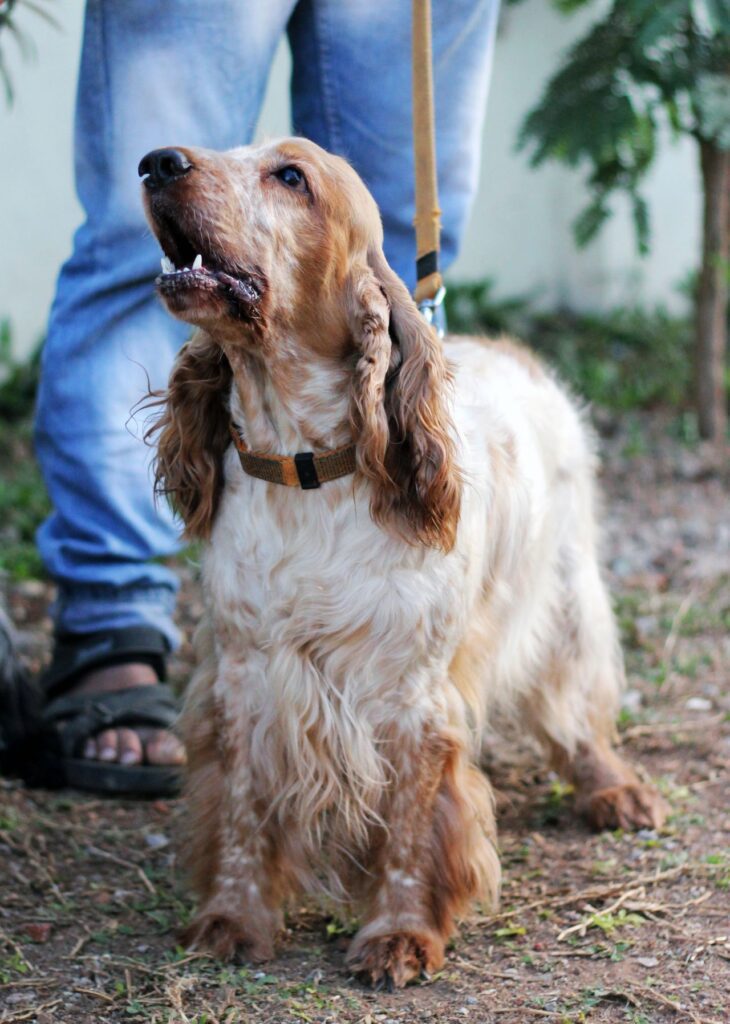 Spaniel Dog 2 Stock Free