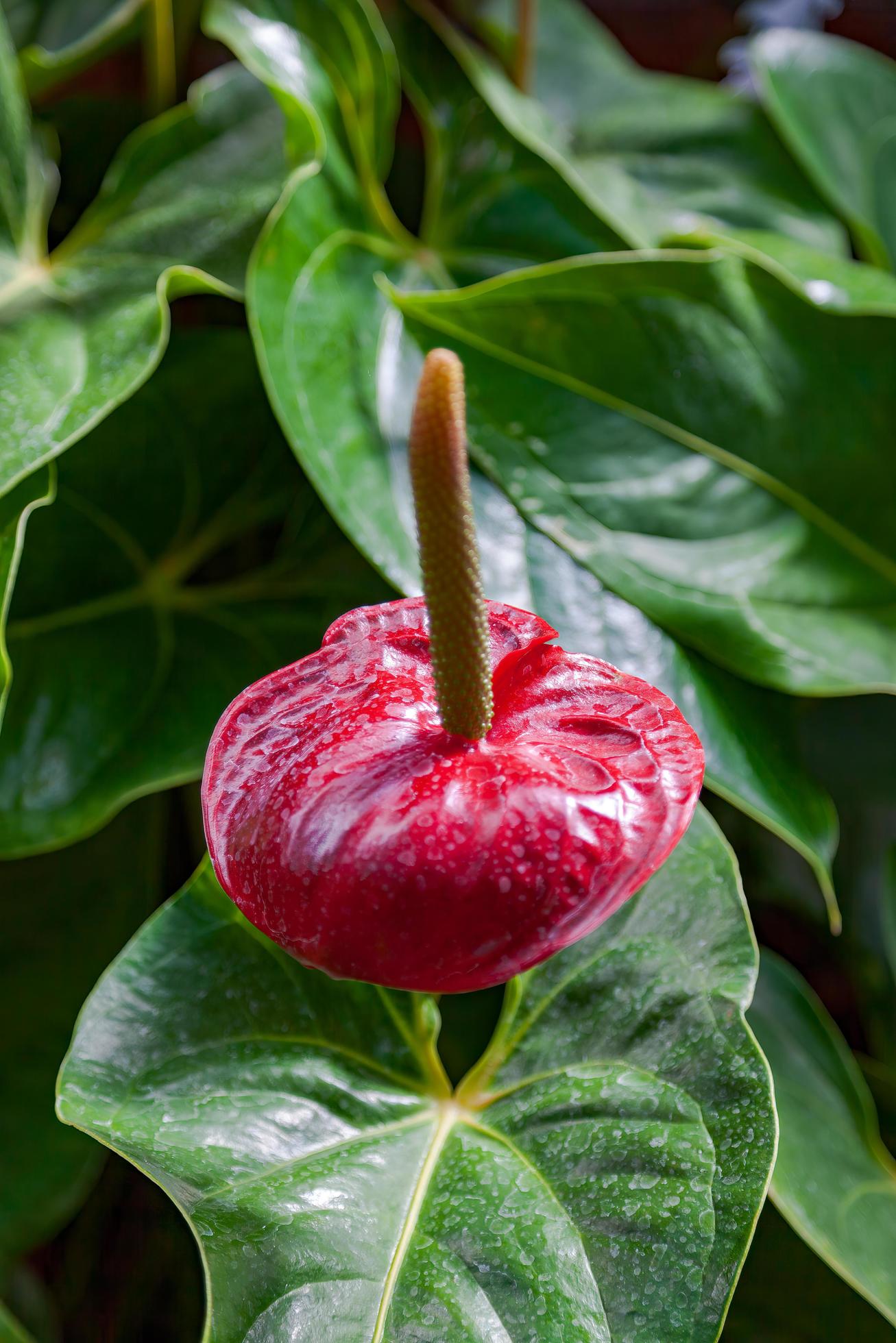 Flamingo Lily flowering in New Zealand Stock Free